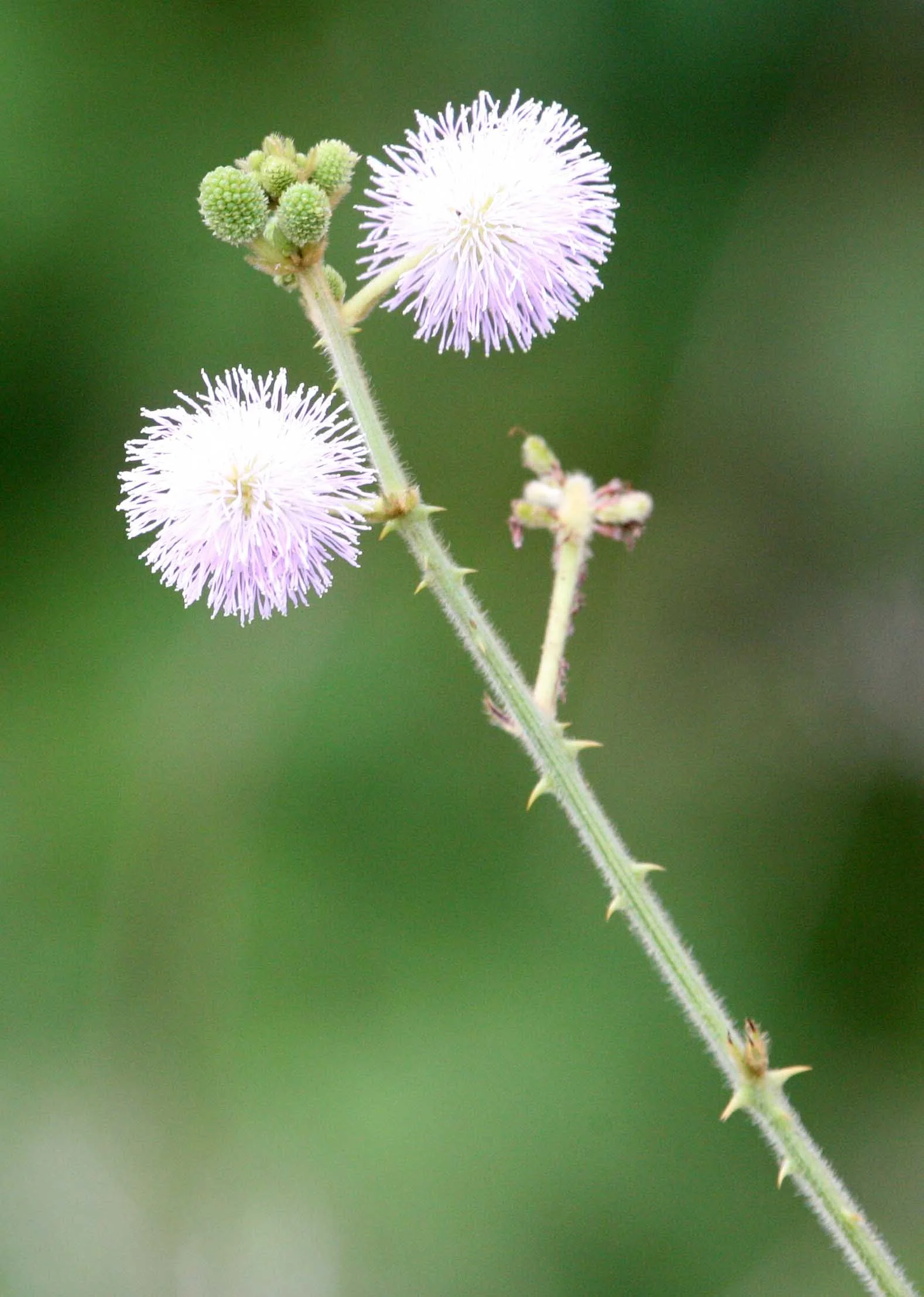 SON TRA PENINSULA DA NANG VIET NAM (8).JPG