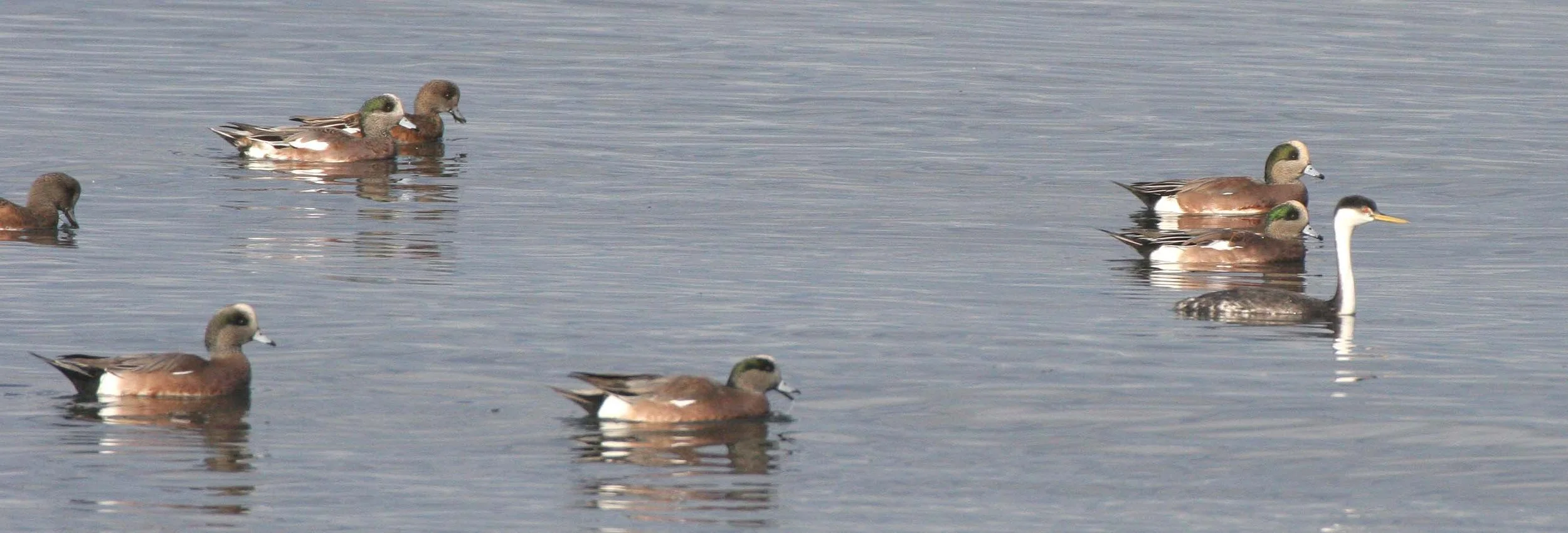 Western Grebe (Aechmophorus occidentalis) Strait of Juan de Fuca Washington (7).jpg