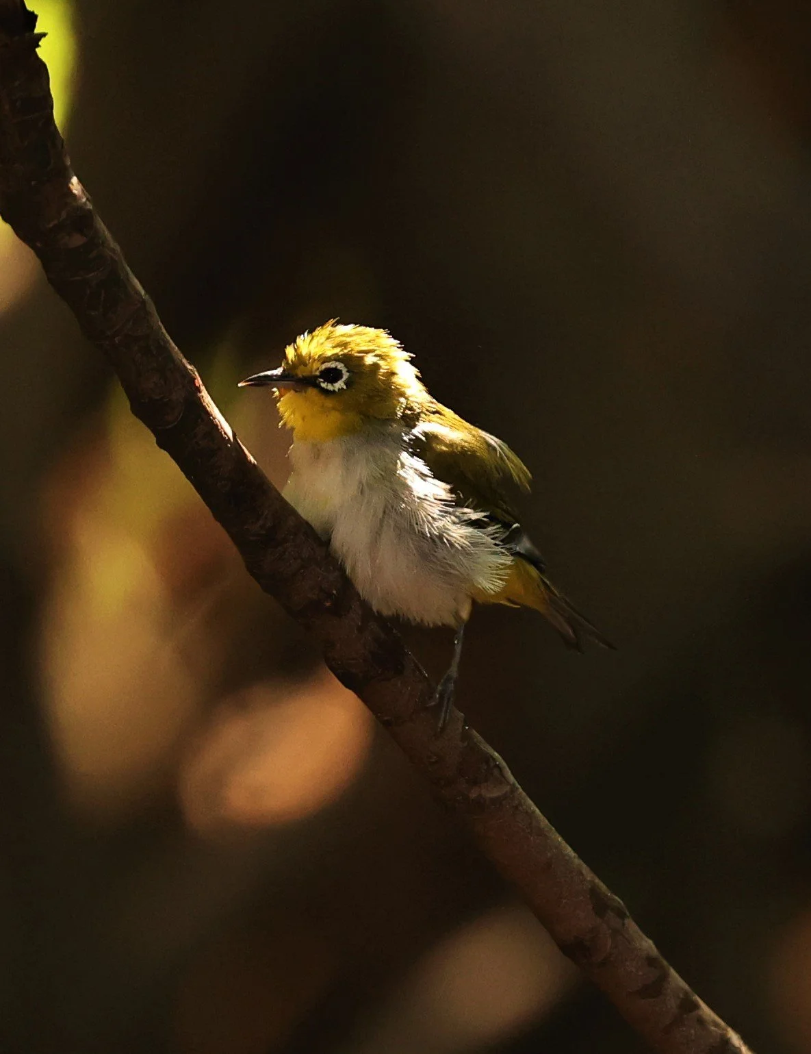 Swinhoe's White-eye (Zosterops simplex) Bang Pu Recreational Park & Mangrove Forest (226).jpg