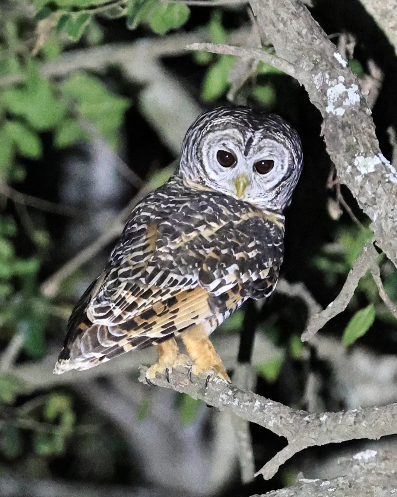 Chaco Owl (Strix chacoensis) Estancia Campo'í Paraguay (72).jpg