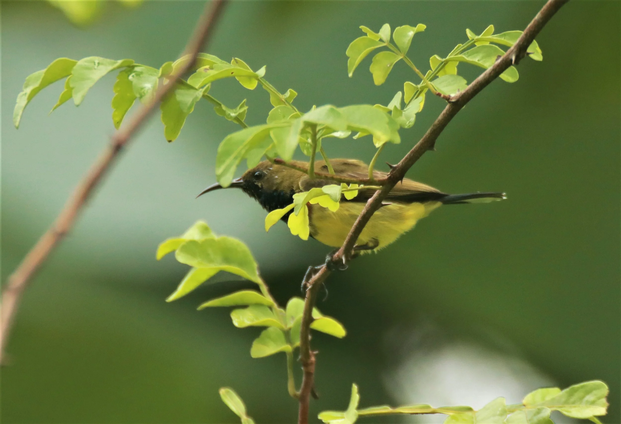 SUNBIRD - OLIVE-BACKED SUNBIRD - Nectarinia jugularis - KHAO SOK SURAT THANI (10).jpg