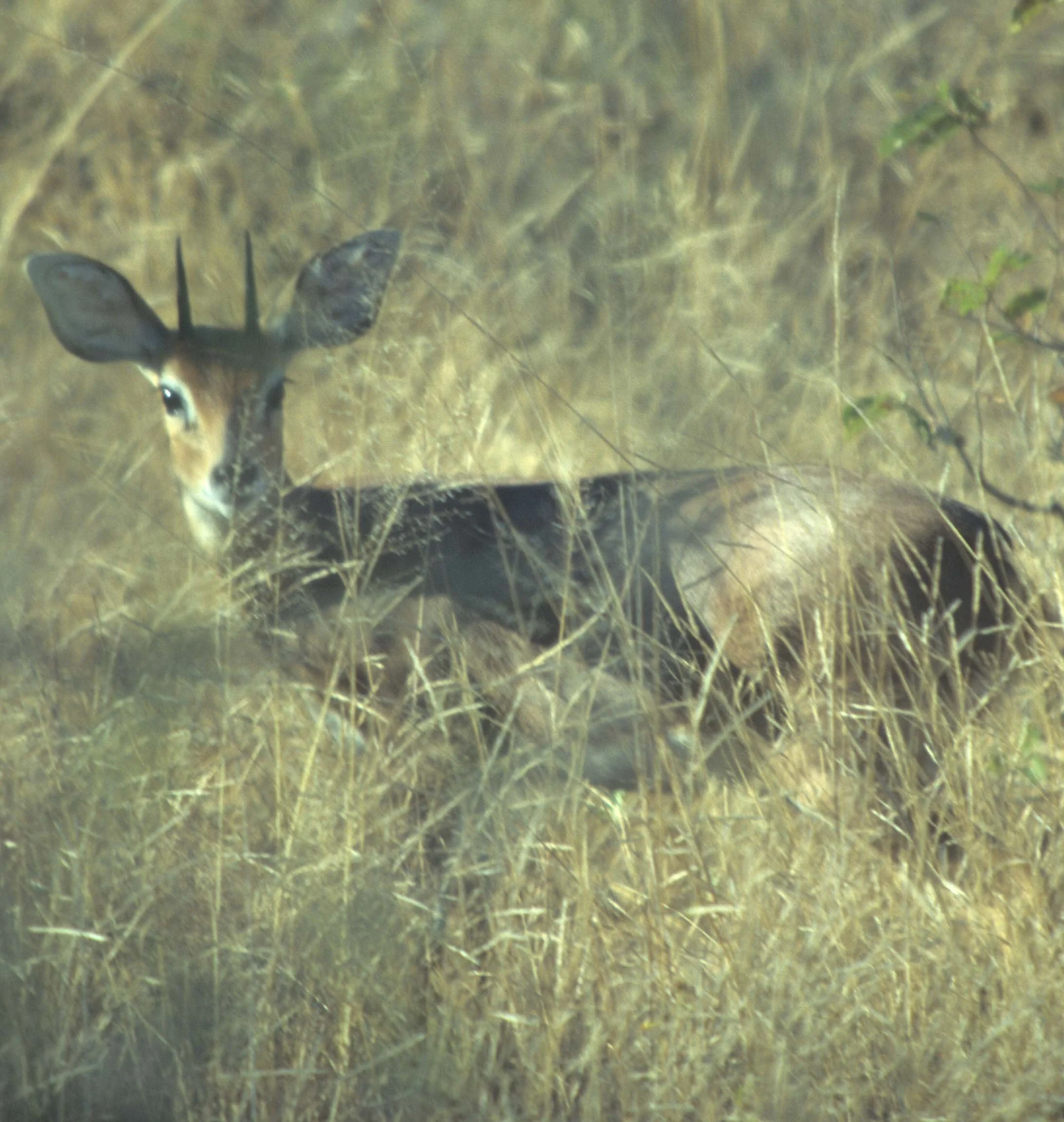 BOVID - DIK DIK - KIRKS - SERENGETI (4).jpg
