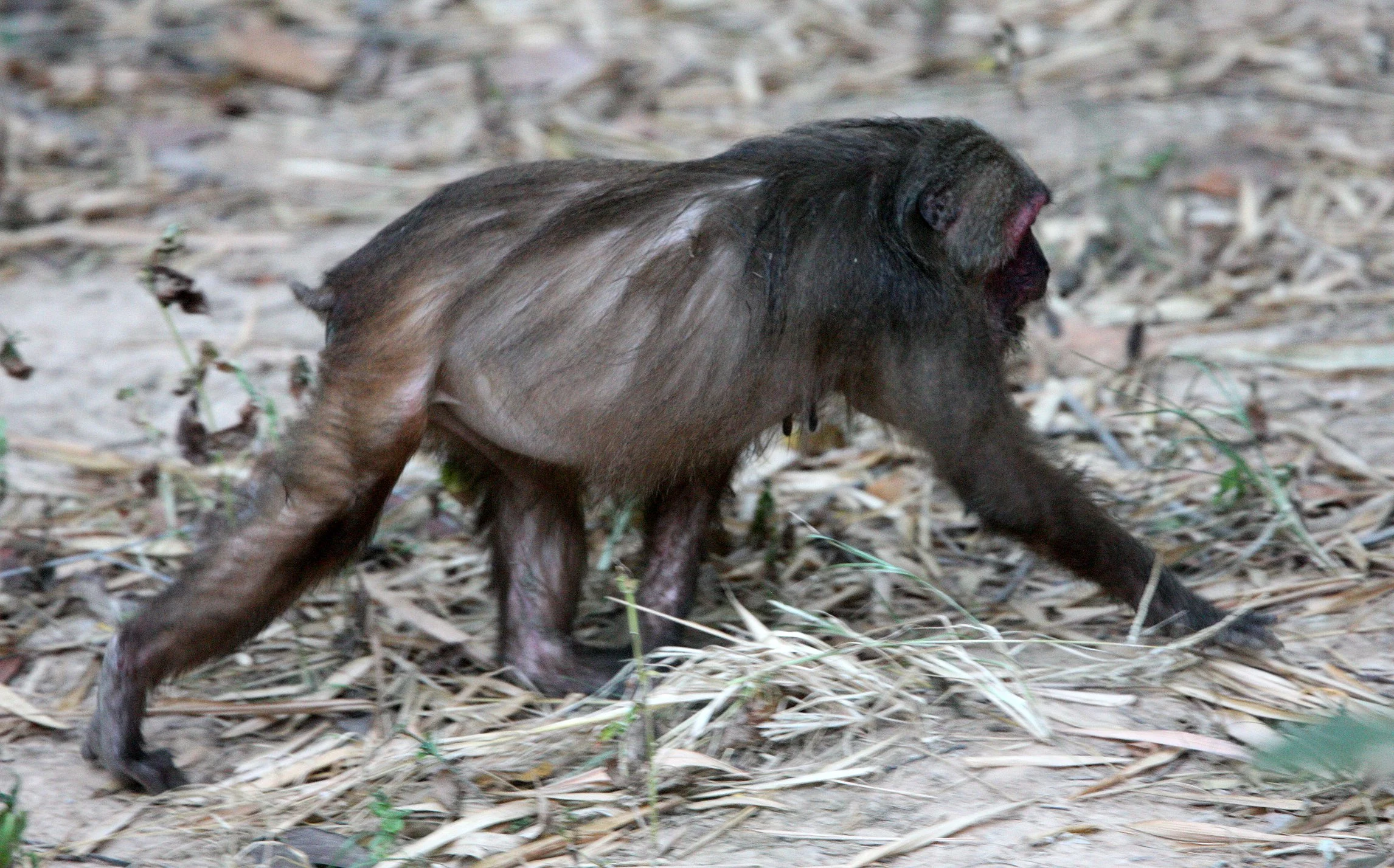 CERCOPITHECIDAE - Macaca arctoides - STUMP-TAILED MACAQUE - PA LA U FALLS KAENG KRACHAN  NP THAILAND  (16).JPG