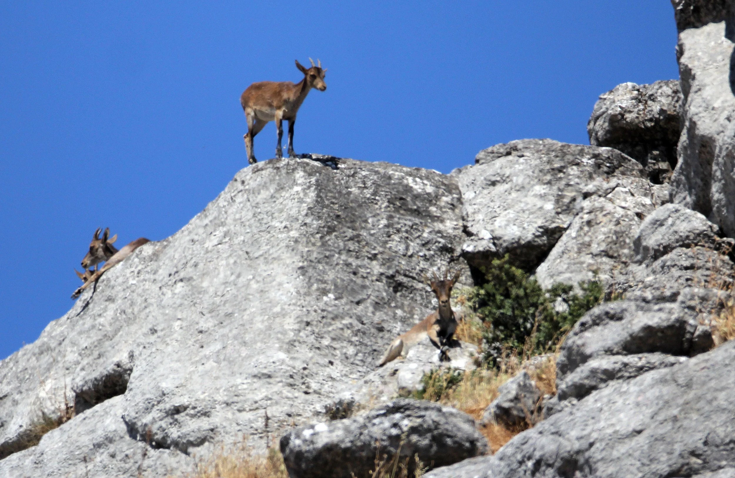 SOUTHEASTERN SPANISH (RONDA) IBEX - Capra pyrenaica meridionalis - EL TORCAL NATIONAL PARK SPAIN (49).JPG