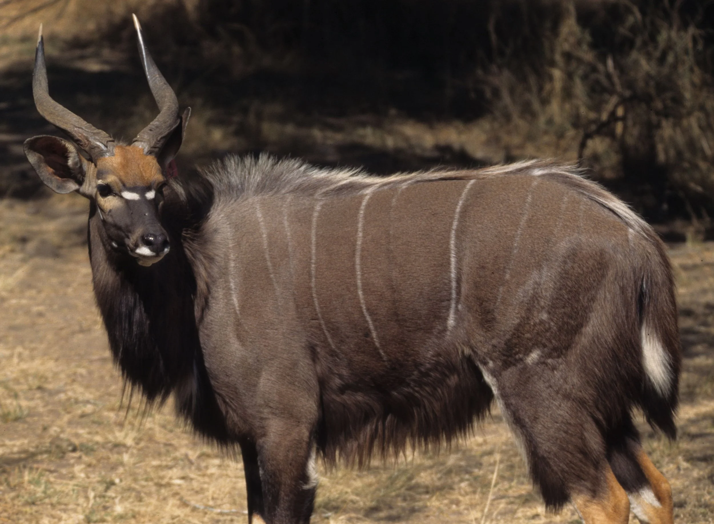 BOVID - NYALA - ZIMBABWE (11).jpg
