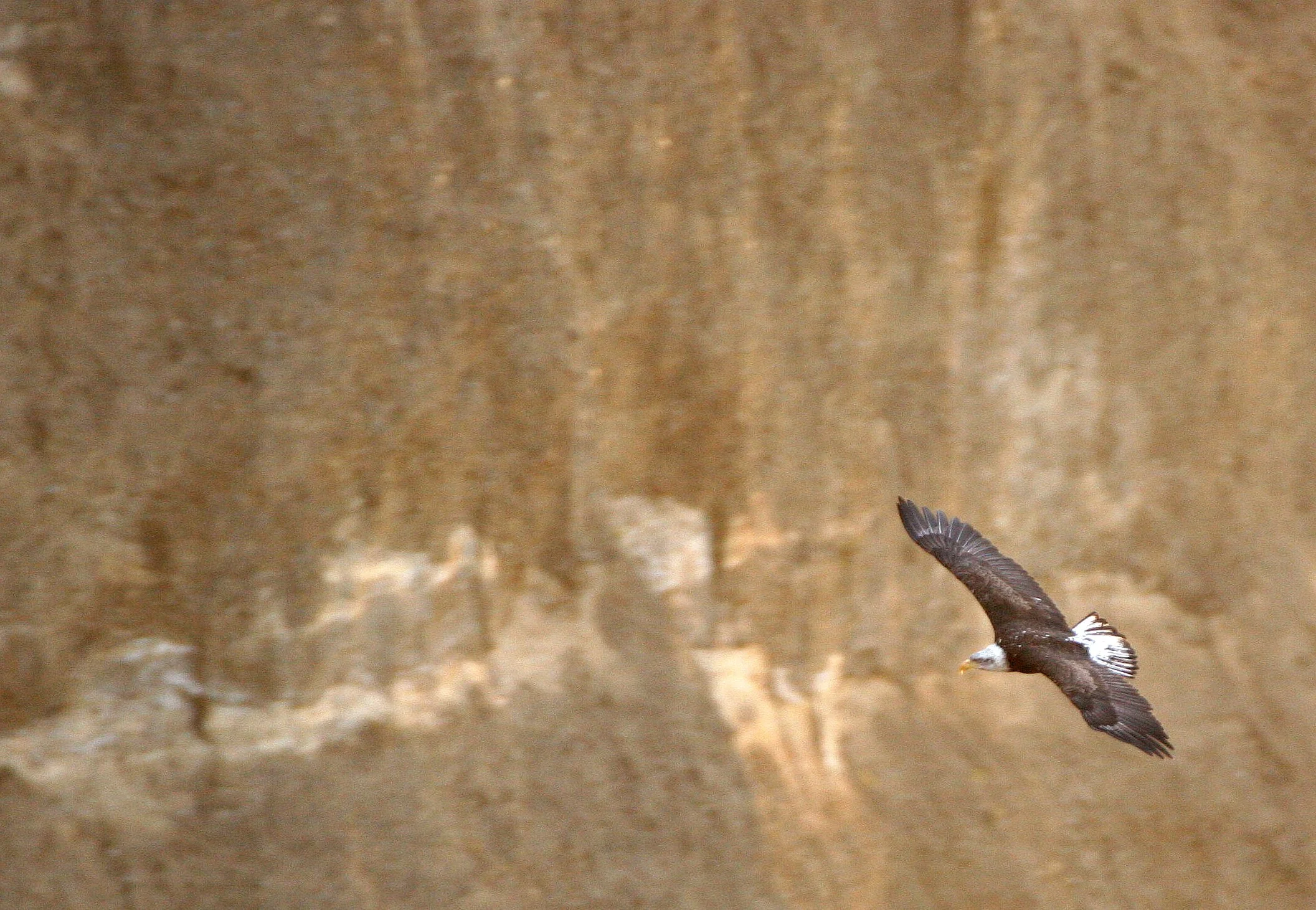BIRD - EAGLE - BALD EAGLE - LAKE FARM BLUFFS (10).JPG