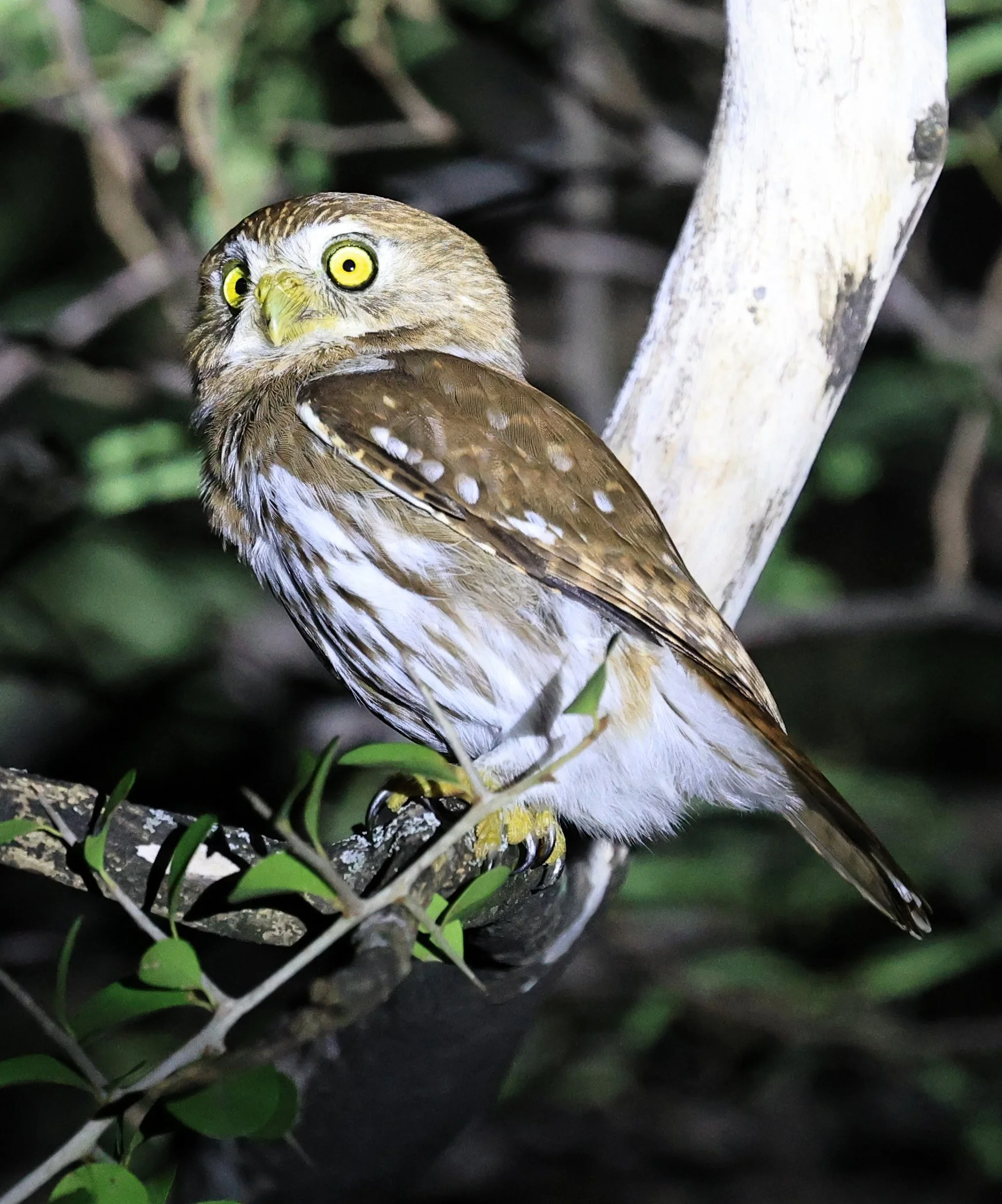 Ferruginous Pygmy-Owl (Glaucidium brasilianum) Reserva Nueland  Selva Serena (45).jpg