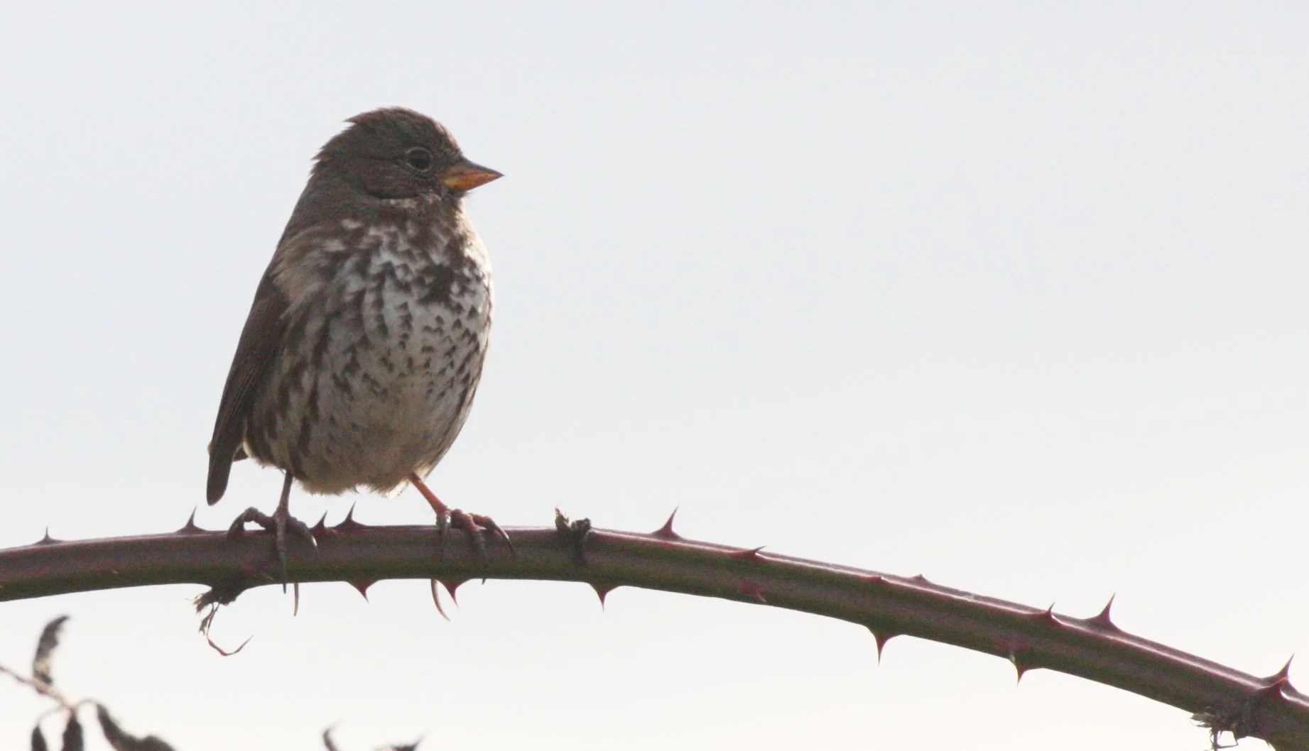 BIRD - SPARROW - FOX SPARROW - JAMESTOWN WA.JPG