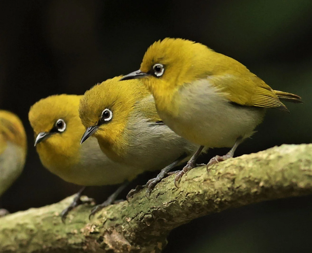 Indian White-eye (Zosterops palpebrosus) Doi Inthanon NP Chiang Mai (32).JPG