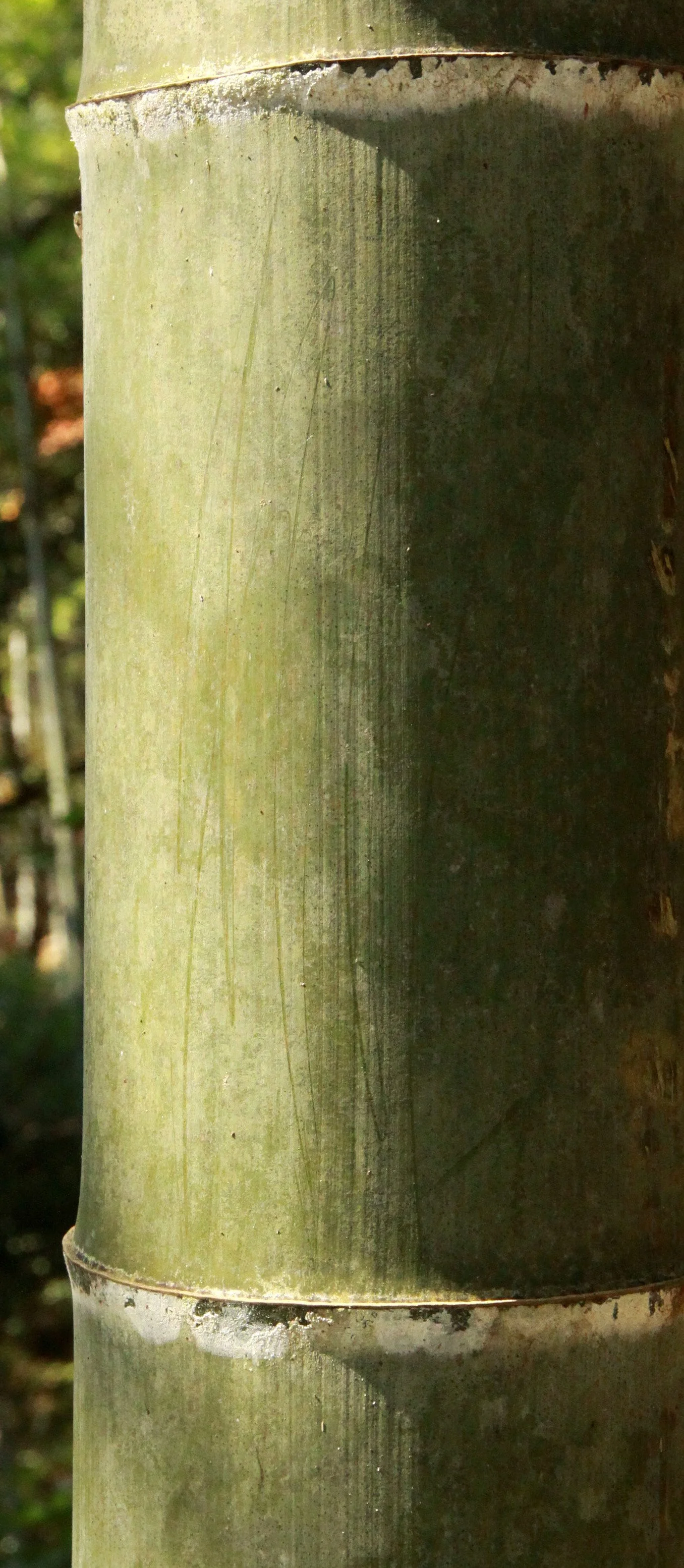 BAMBOO SPECIES - PHYLLOSTACHYS HETEROCYCLES PUBESCENS - CHINESE YEW RESERVE - FUJIAN CHINA (2).JPG