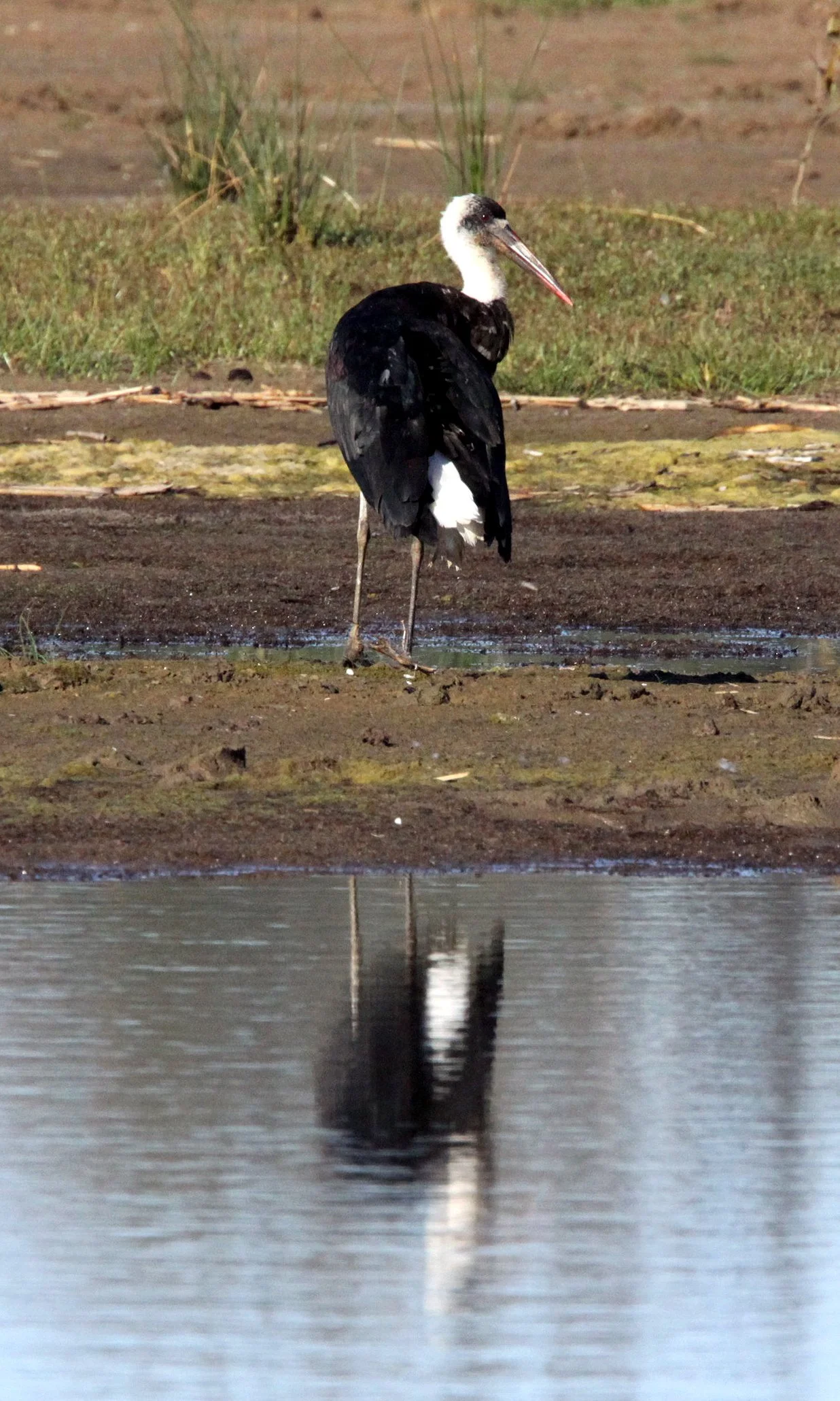 STORK - AFRICAN WOOLLY-NECKED STORK - Ciconia microscelis - SAINT LUCIA NATURE RESERVES SOUTH AFRICA (23).JPG