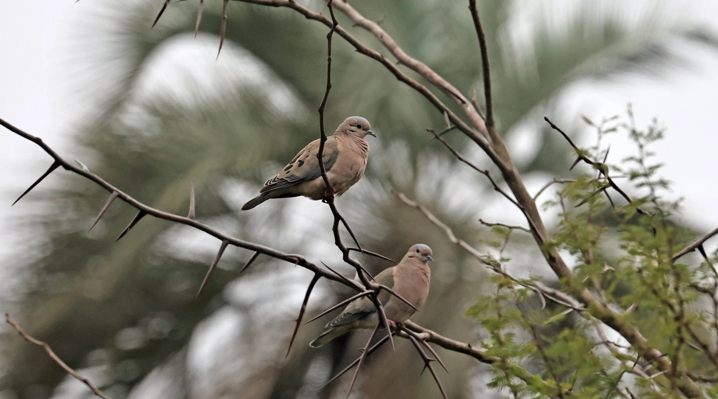 Eared Dove (Zenaida auriculata) El Palmar National Park, Entre Rios, Argentina (12).jpg