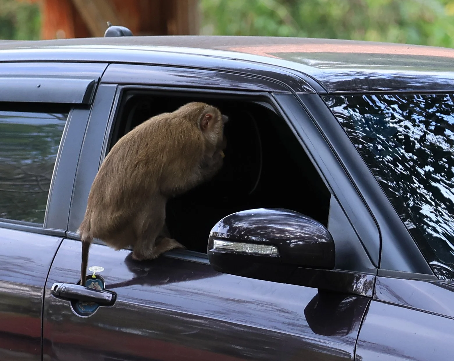 Northern Pig-tailed Macaque (Macaca leonina) Khao Yai National Park Feb 2026 Day 2 (17).jpg