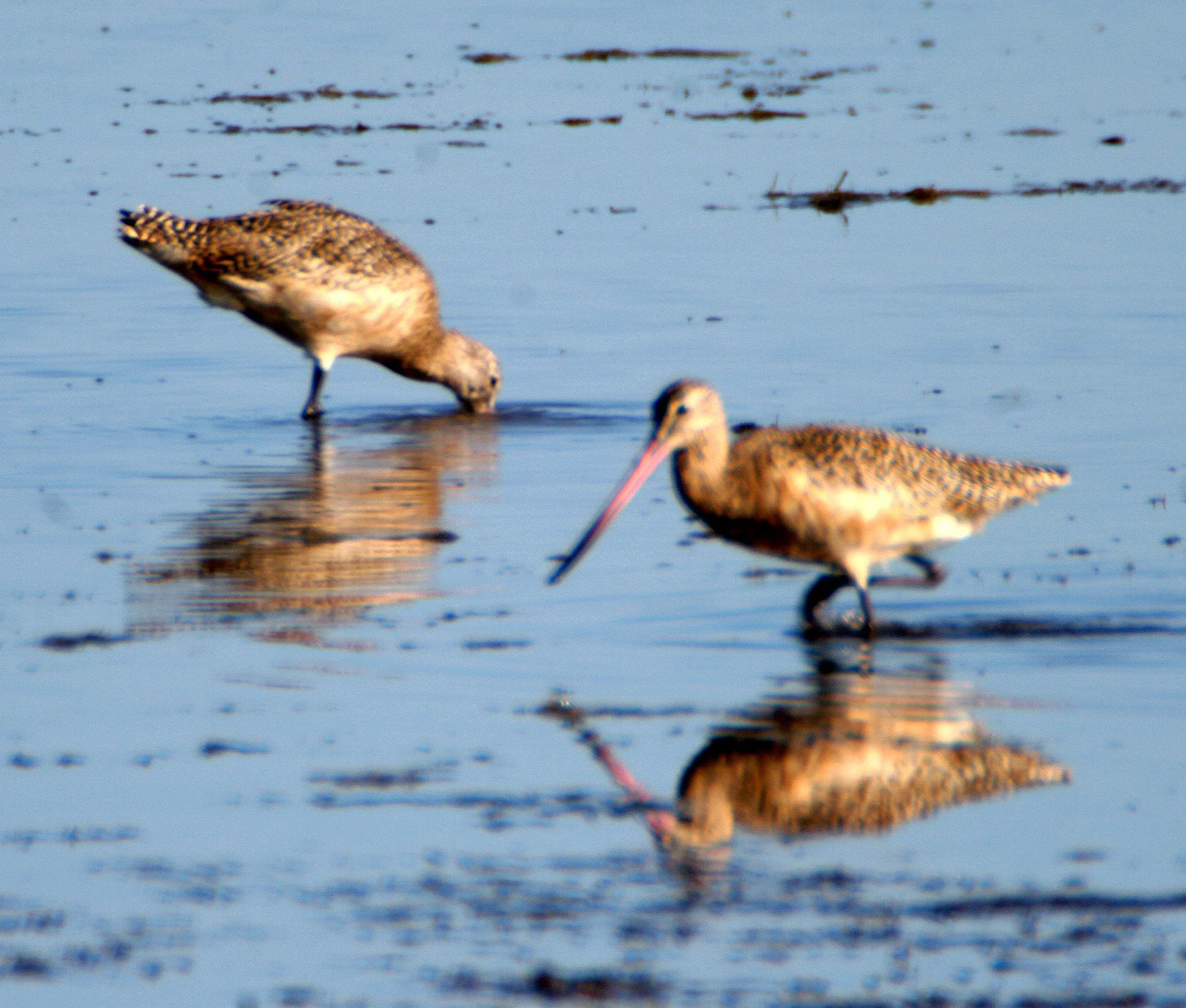 BIRD - GODWIT - MARBLED - ARANSAS (3).jpg