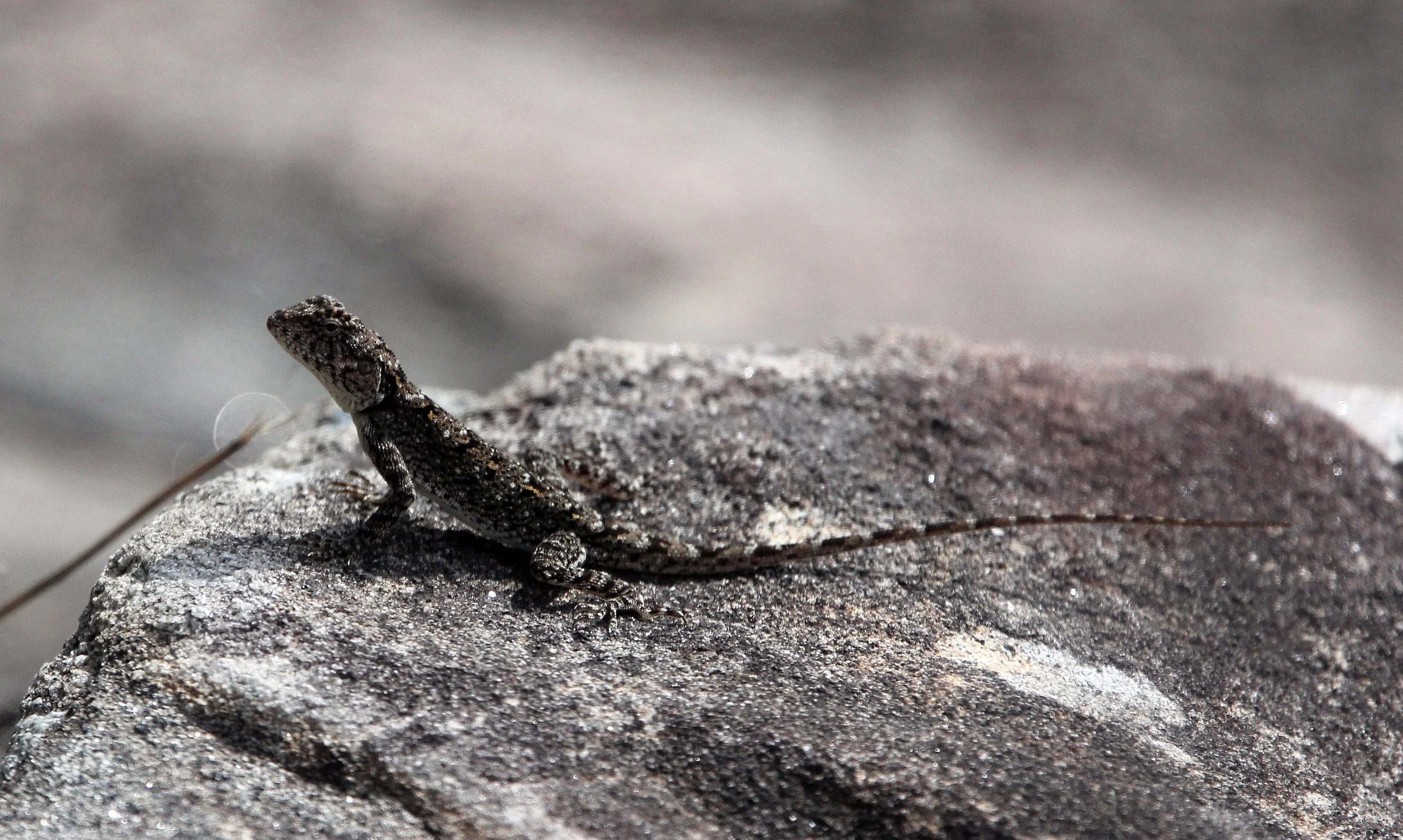 Psammophilus dorsalis - PENINSULAR OR SOUTH INDIAN ROCK AGAMA - INDIRA GANDHI TOPSLIP NATIONAL PARK, TAMIL NADU INDIA (7).JPG