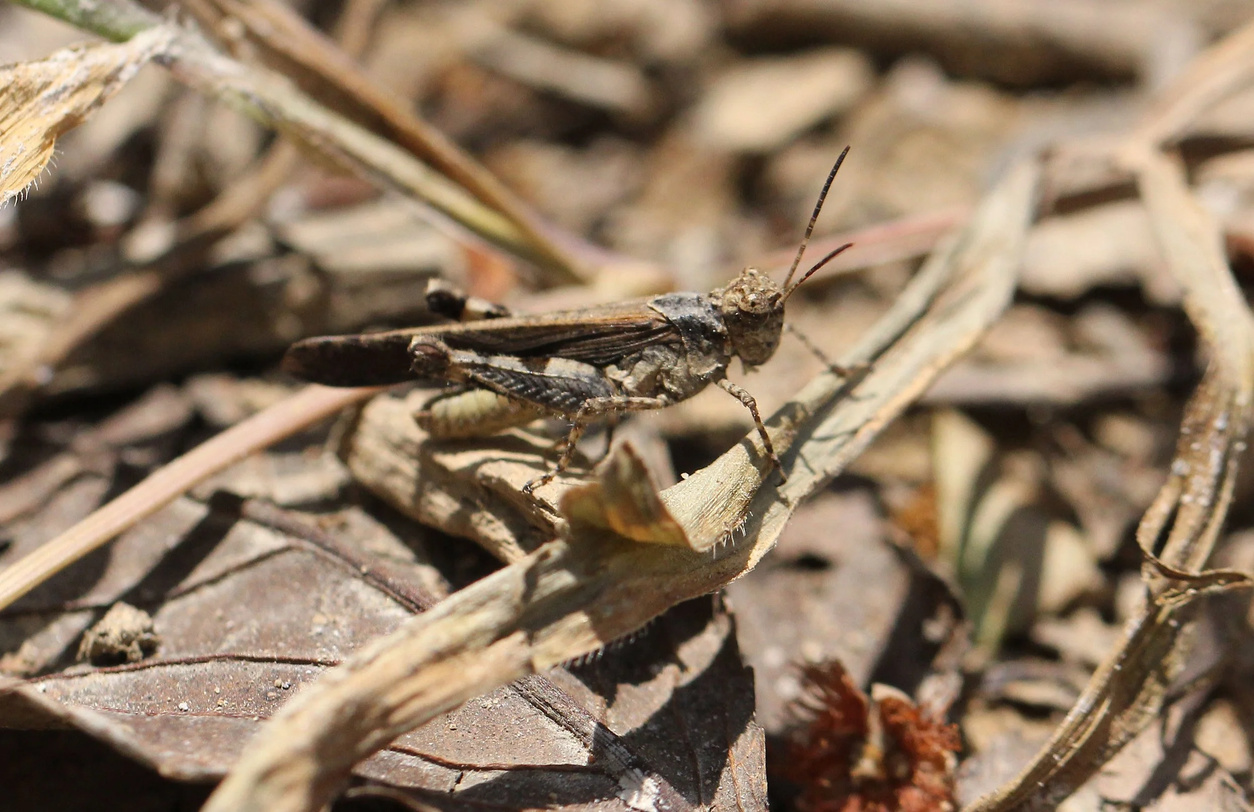Acrididae - Species 3 - Koh Lanta, Thailand 