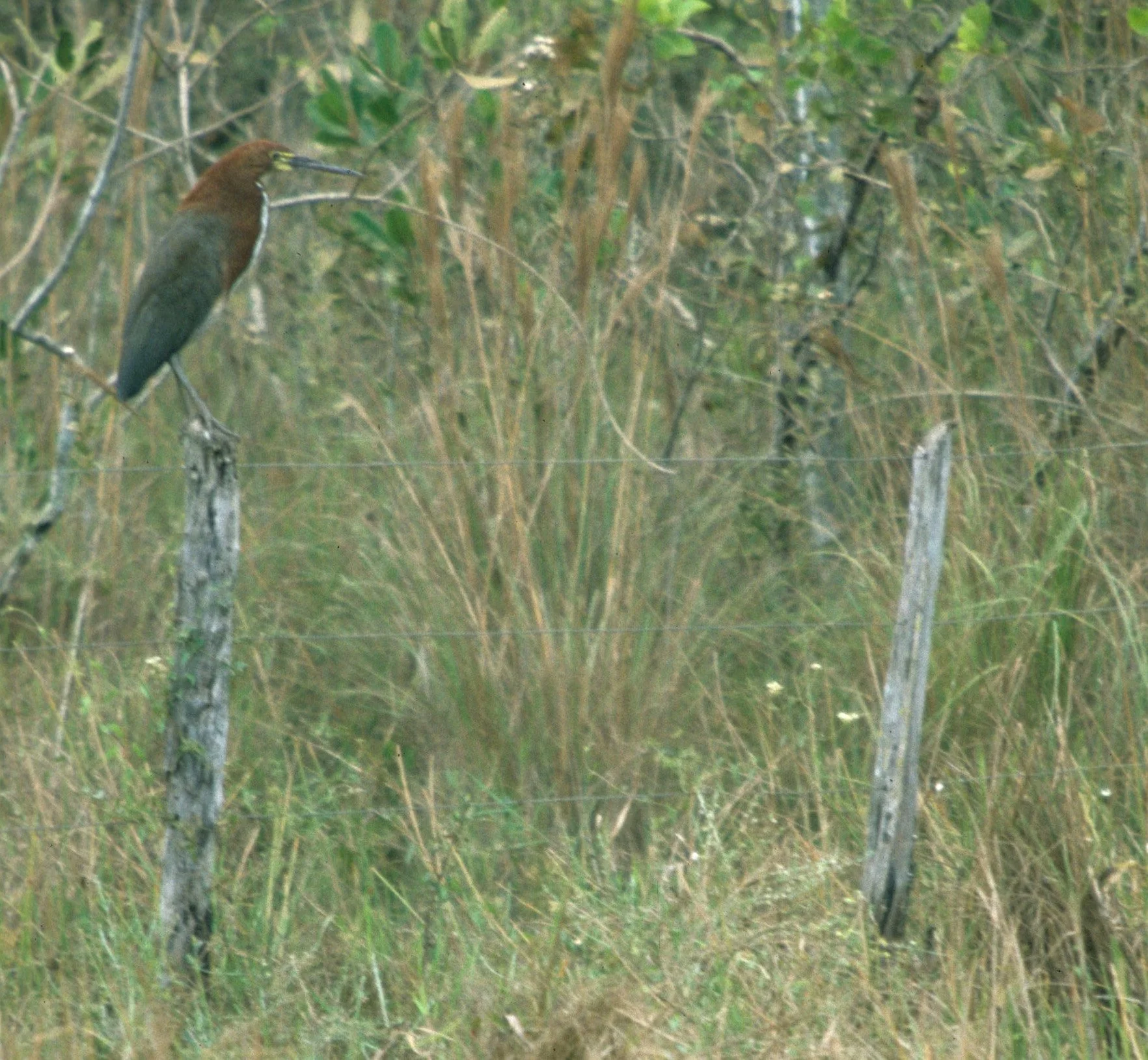 HERON - TIGER HERON - Tigrisoma mexicanum - PANTANAL BRAZIL (8).jpg