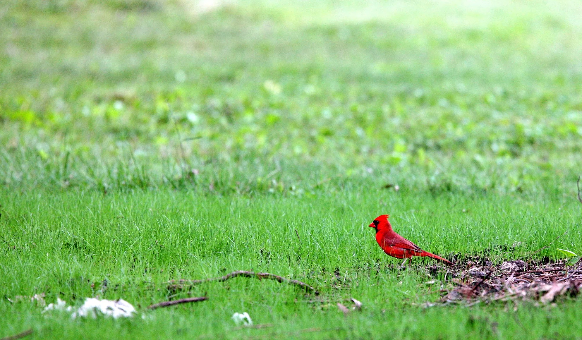 BIRD - NORTHERN CARDINAL - MORTON ARBORETUM ILLINOIS.JPG