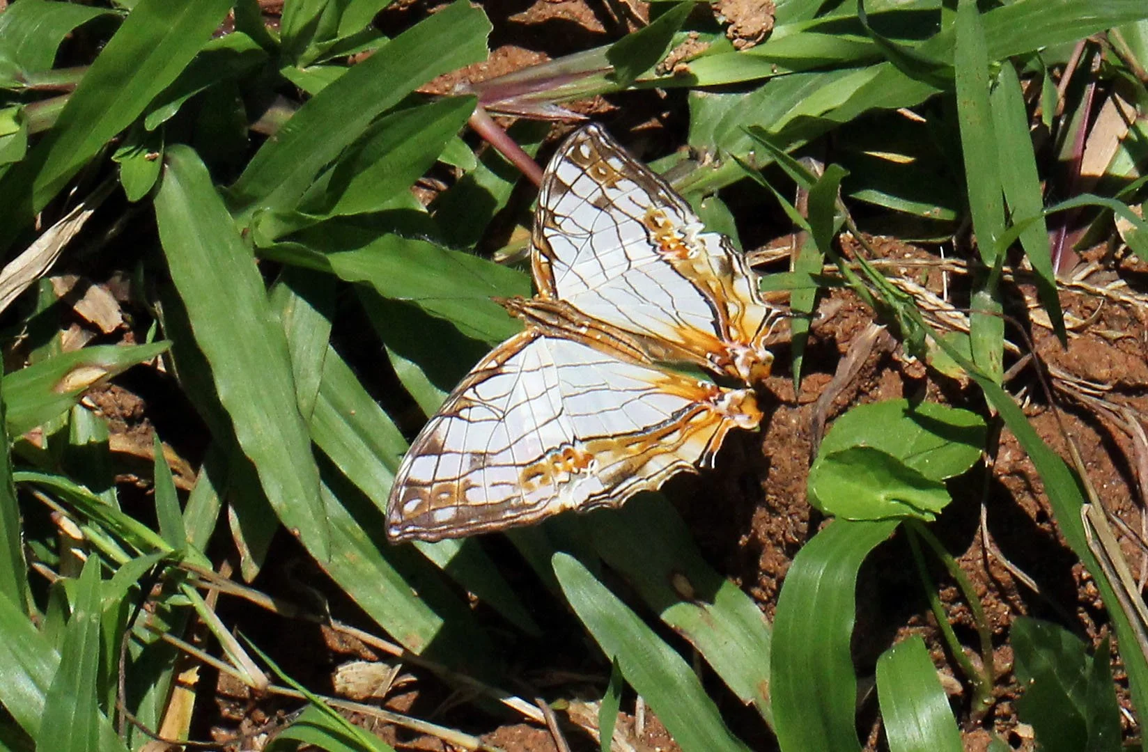 Nymphalidae - Cyrestis thyodamas - Khao Yai NP, Thailand