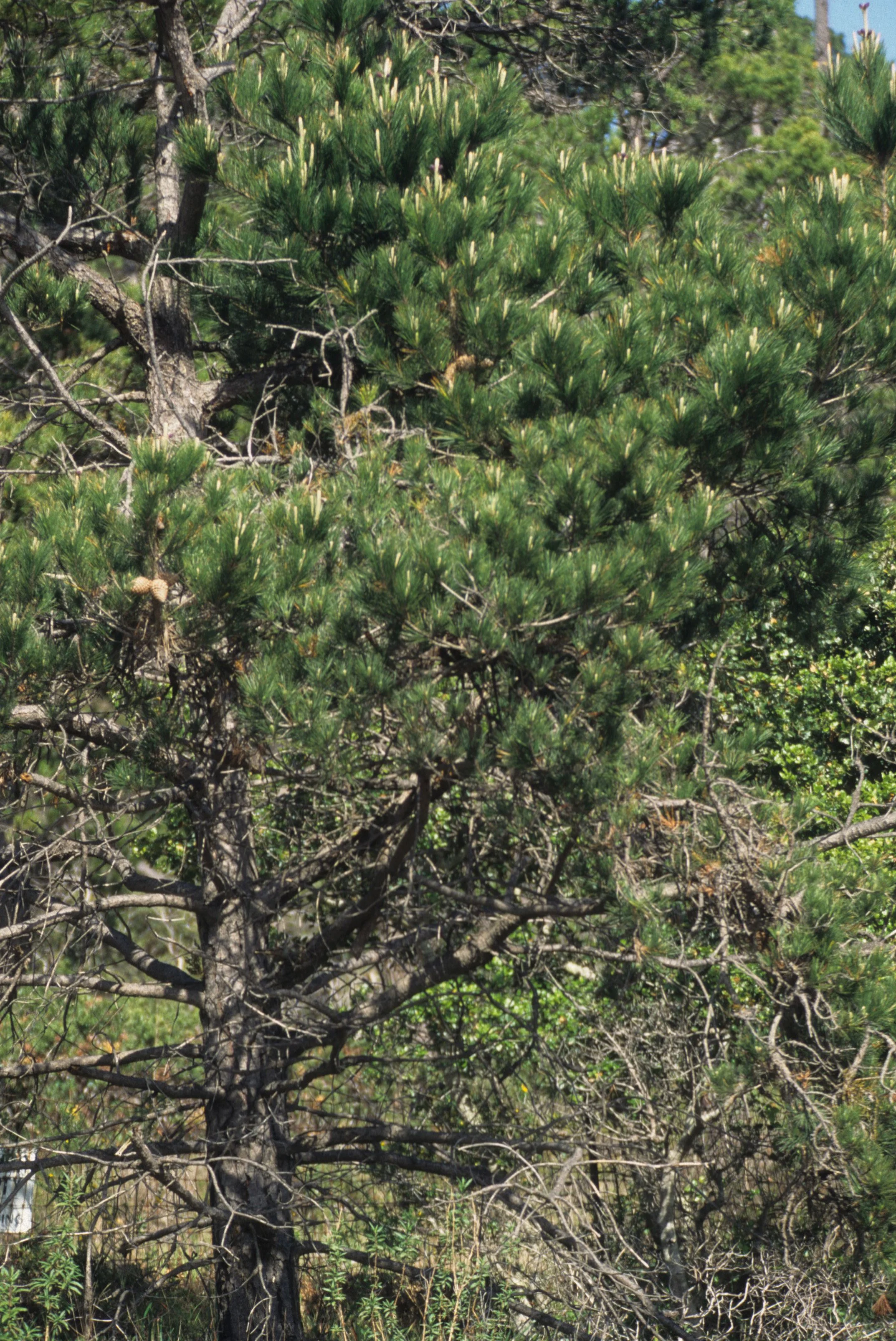 CALIFORNIA - BIG SUR - PINUS RADIATA - MONTERREY PINE.jpg