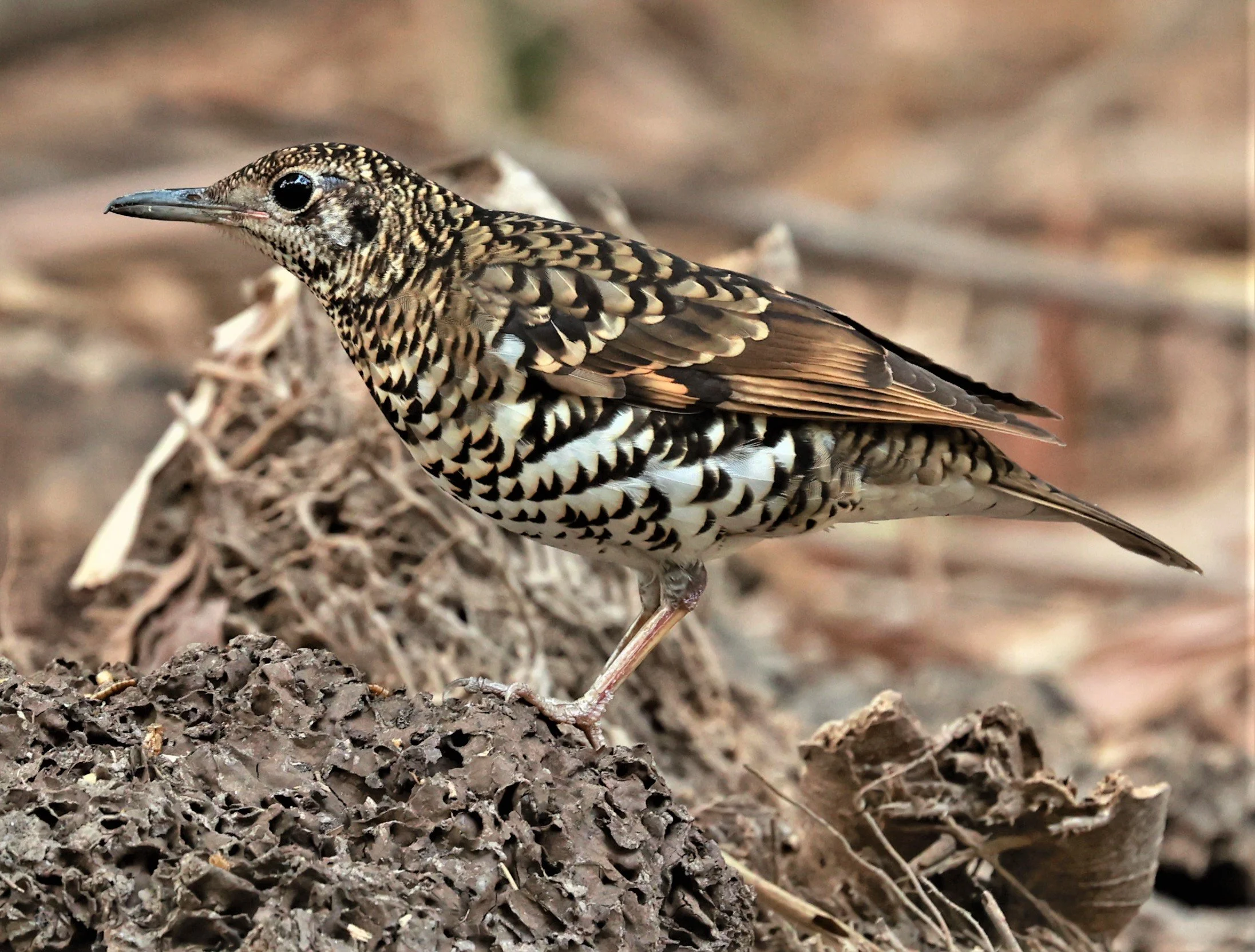 White's Thrush (Zoothera aurea) Putthamonthon Park Nakhon Pathom Thailand (160).jpg