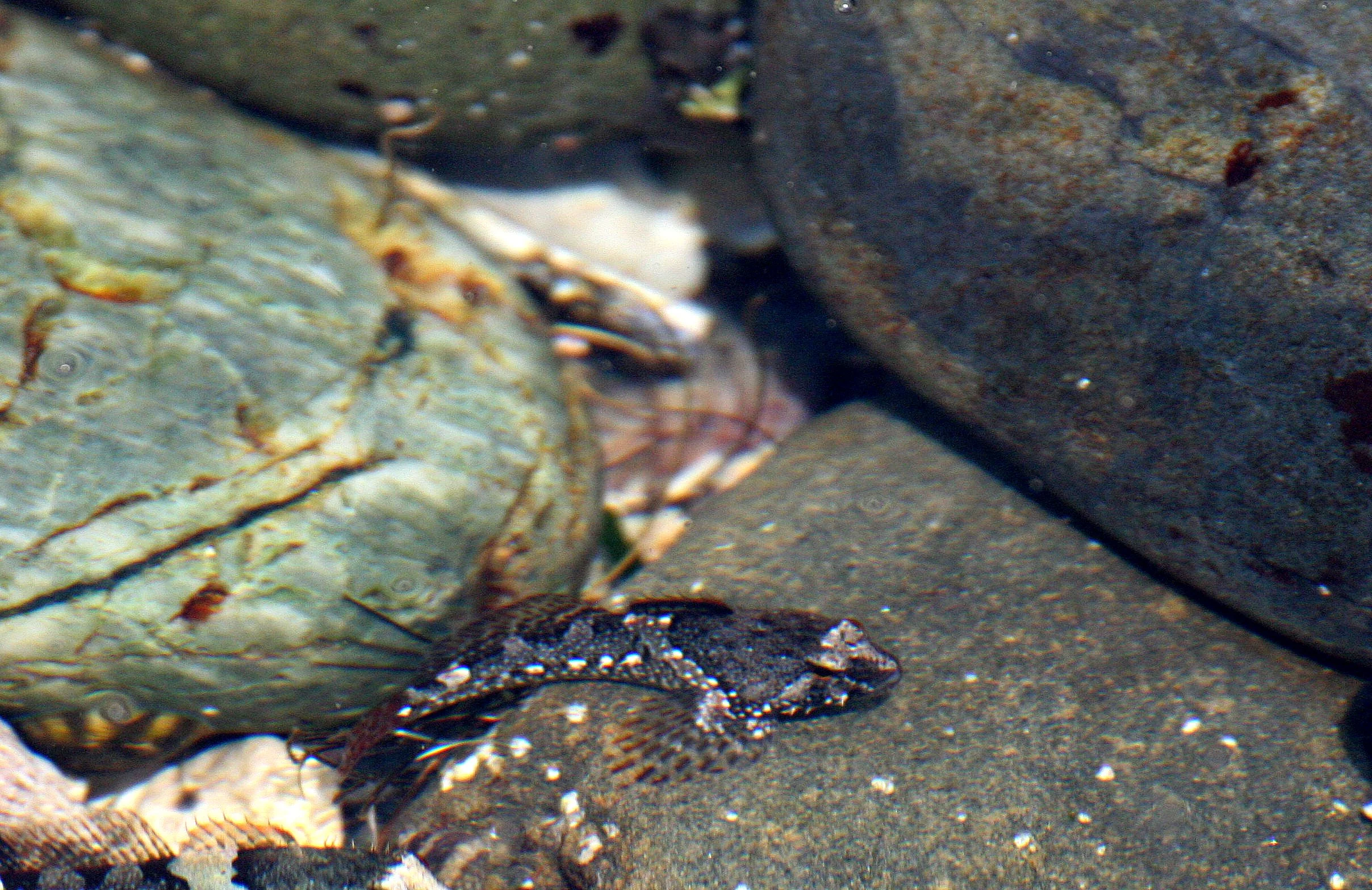 FISH - SCULPIN SPECIES A - TONGUE POINT WA (10).JPG