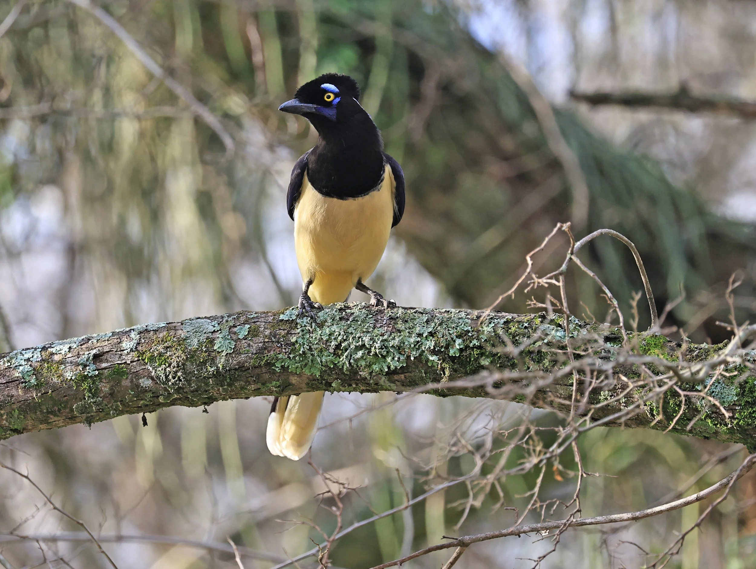 Plush-crested Jay (Cyanocorax chrysops) El Palmar National Park, Entre Rios, Argentina (40).jpg