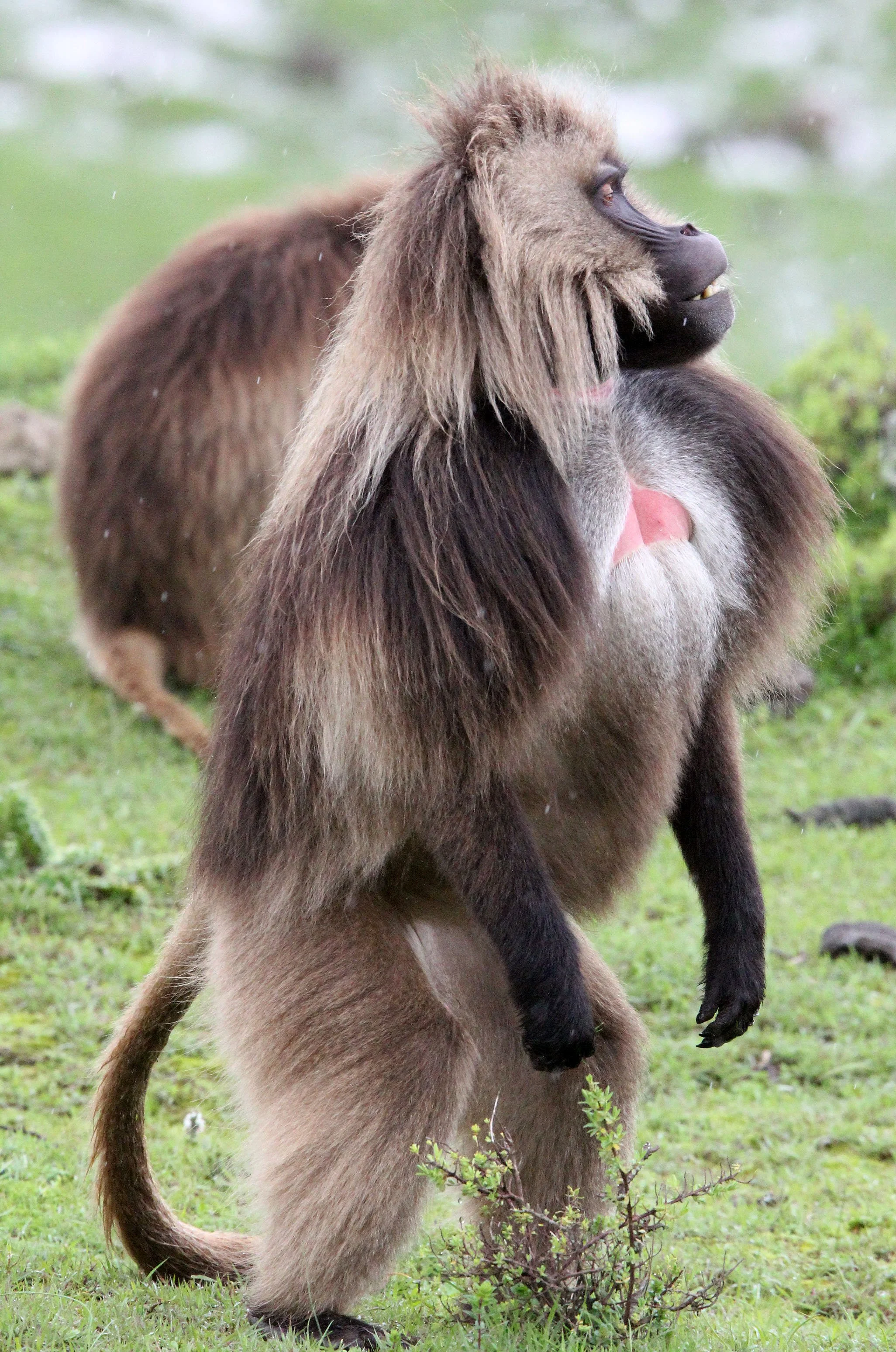 CERCOPITHECIDAE - Theropithecus gelada - GELADA - SIMIEN MOUNTAINS NATIONAL PARK ETHIOPIA (1680).JPG