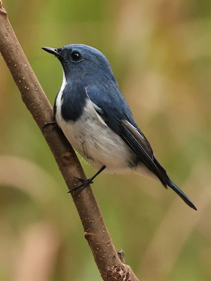 FLYCATCHER - ULTRAMARINE FLYCATCHER - Ficedula superciliaris - DOI LANG WEST, DOI PHA HOM POK NP, CHIANG MAI DEC 2021 (39).jpg