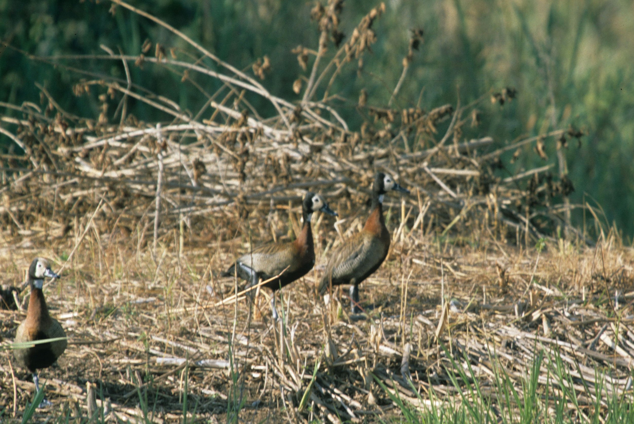 BIRDS - WHITEFACED DUCK - KRUGER B.jpg