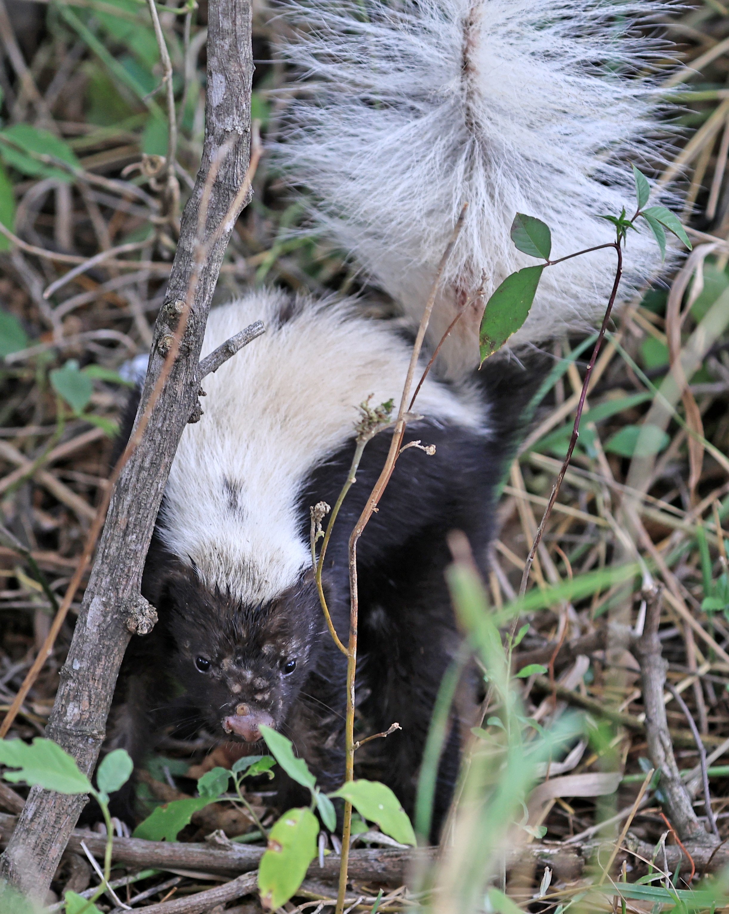 Molina's Hog-nosed Skunk (Conepatus chinga) Estancia Campo'i Paraguay  (16).jpg