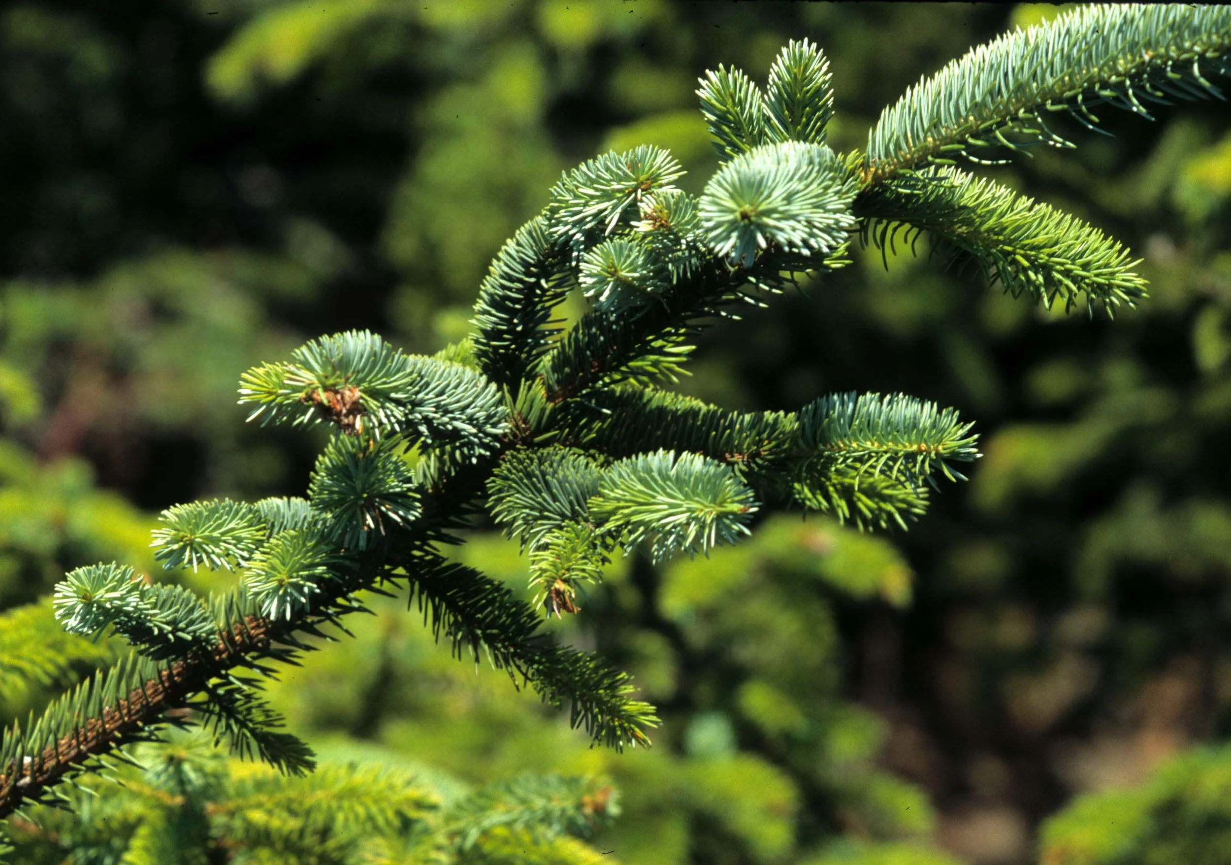 CALIFORNIA - REDWOODS NP - PICEA SPECIES.jpg