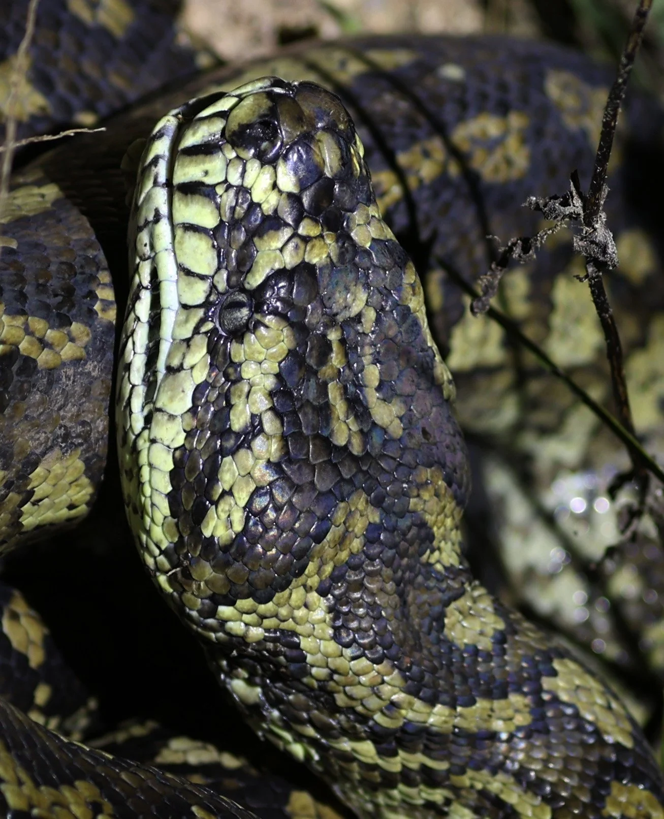 Carpet Python (Morelia spilota) Mount Hypipamee Crater NP & Vicinity - Queensland (9).jpg