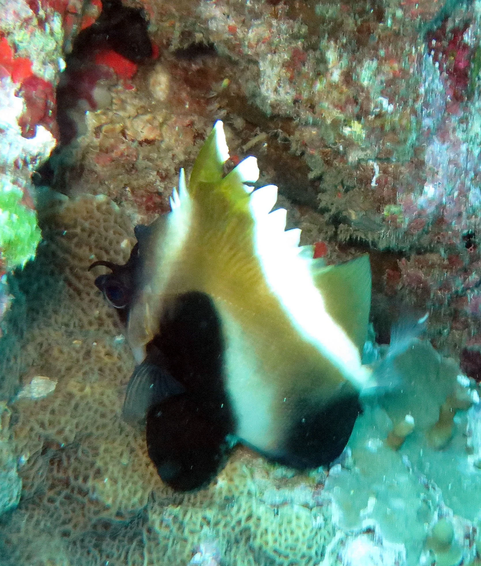 Chaetodontidae - Heniochus pleurotaenia - Phantom Bannerfish - Similan Islands, Thailand