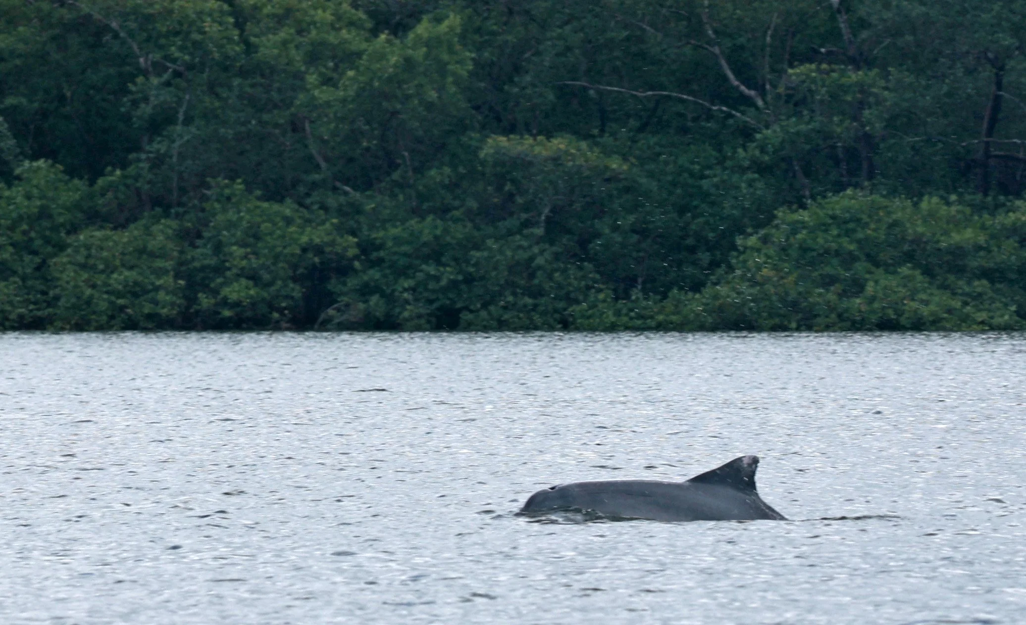 Guiana Dolphin (Sotalia guianensis) Superagüi National Park, Brazil (7).jpg