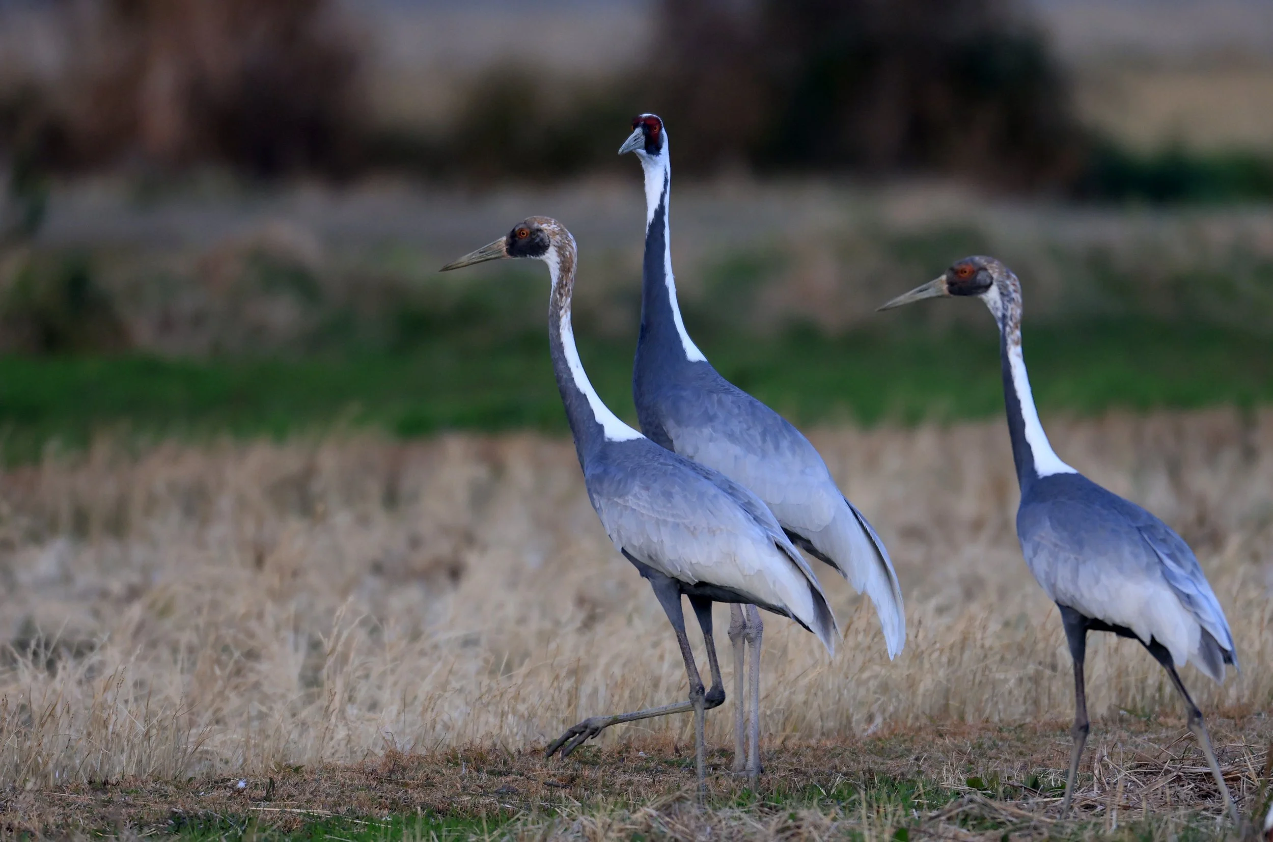 White-naped Crane (Antigone vipio) Izumi Crane Park & Center, Izumi Kagoshima Kyushu Japan (48).jpg