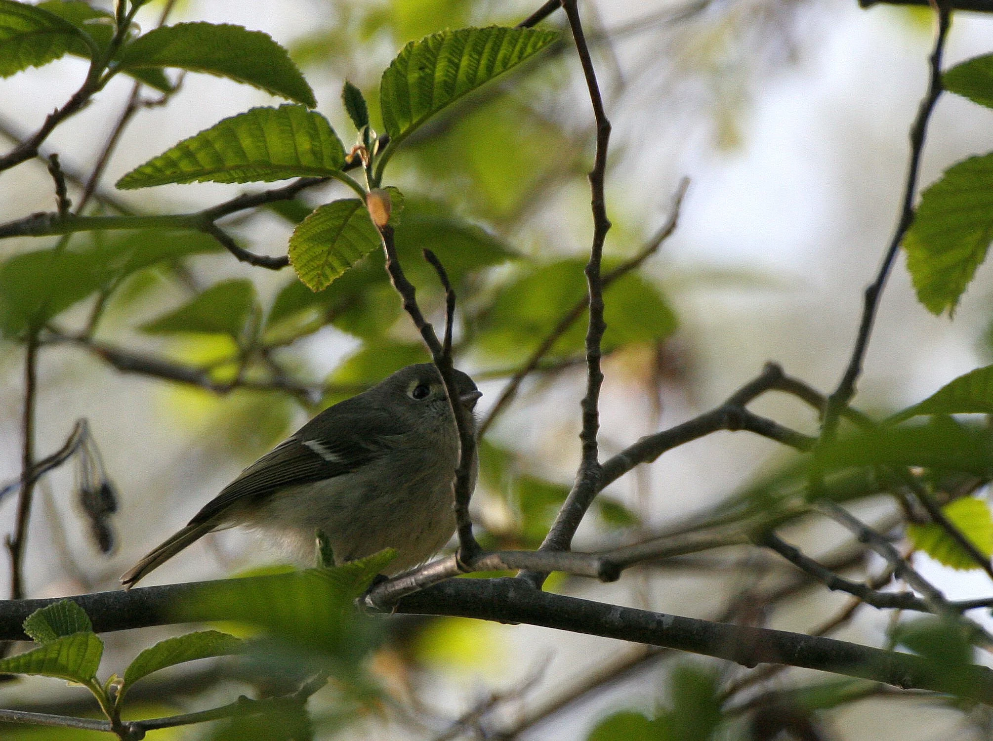 Hutton's Vireo (Vireo huttoni) Lake Farm Olympic Peninsula Washington (42).JPG