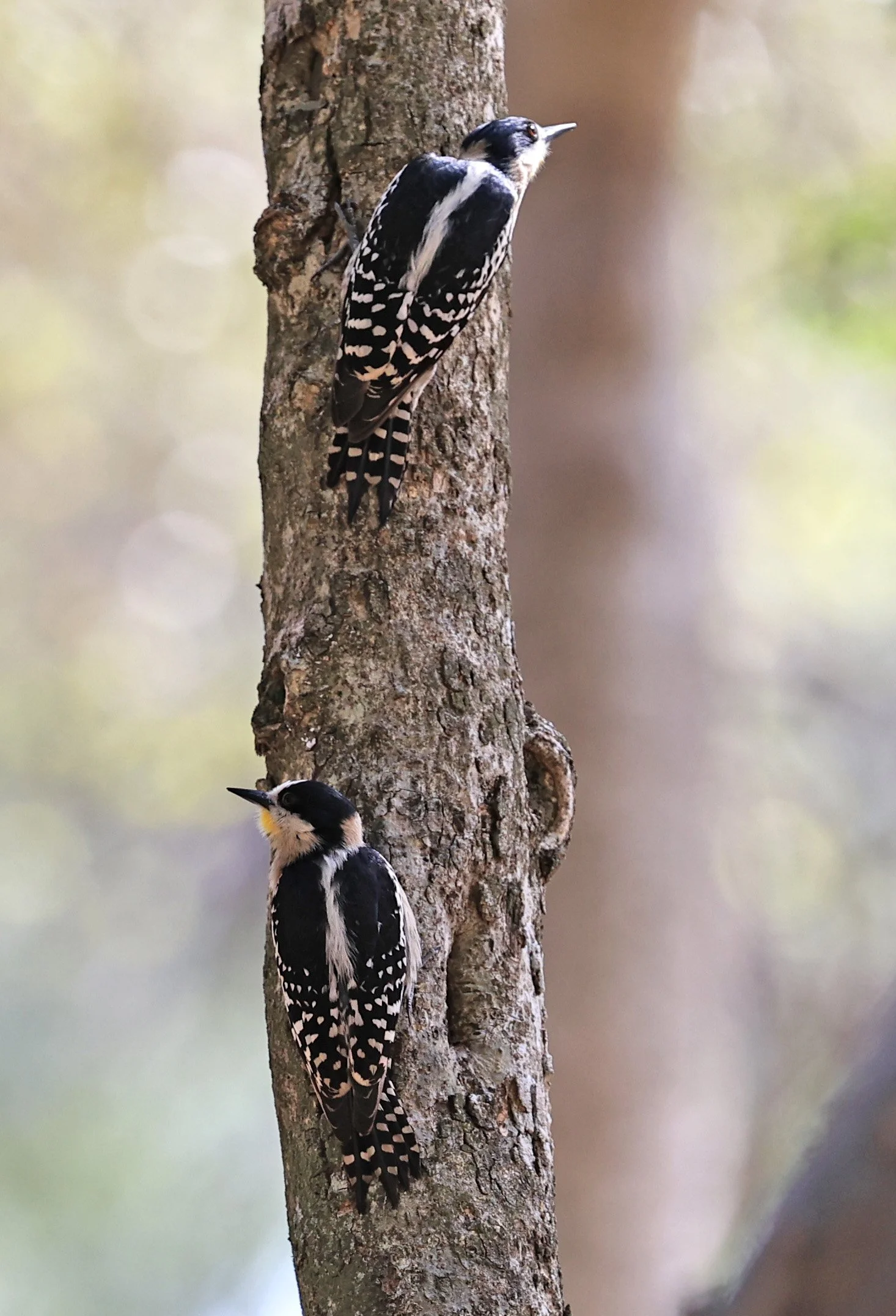 White-fronted Woodpecker (Melanerpes cactorum) Hotel Campestre Iparoma Paraguay (28).jpg
