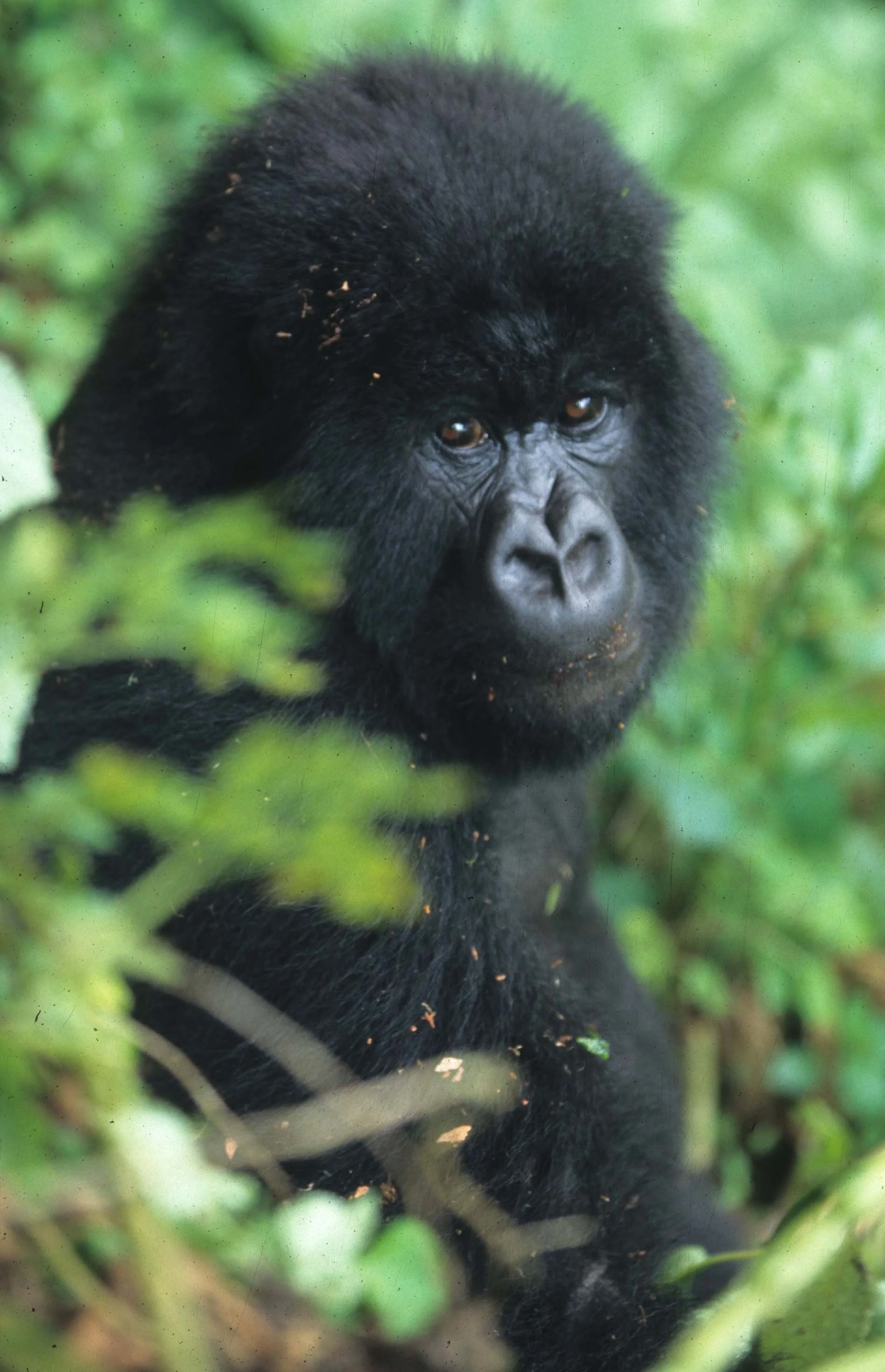 PRIMATE - GORILLA-RWANDA PARC DU VULCANS (60).jpg