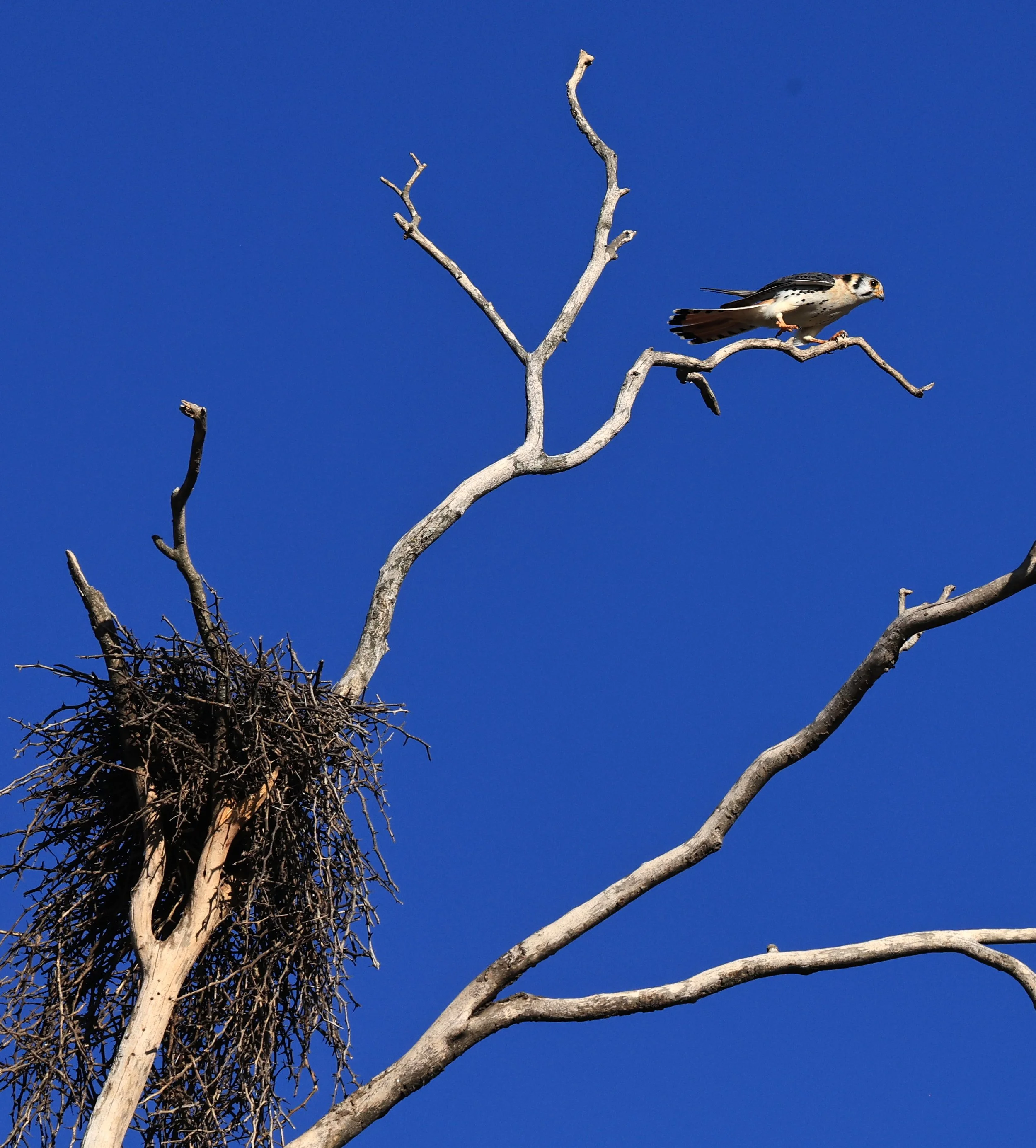 American Kestrel (Falco sparverius) Fortin Toledo Paraguay (9).jpg