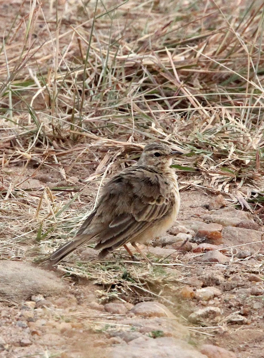 Rufous-naped Lark (Mirafra africana) Masai Mara NP Kenya (2).JPG