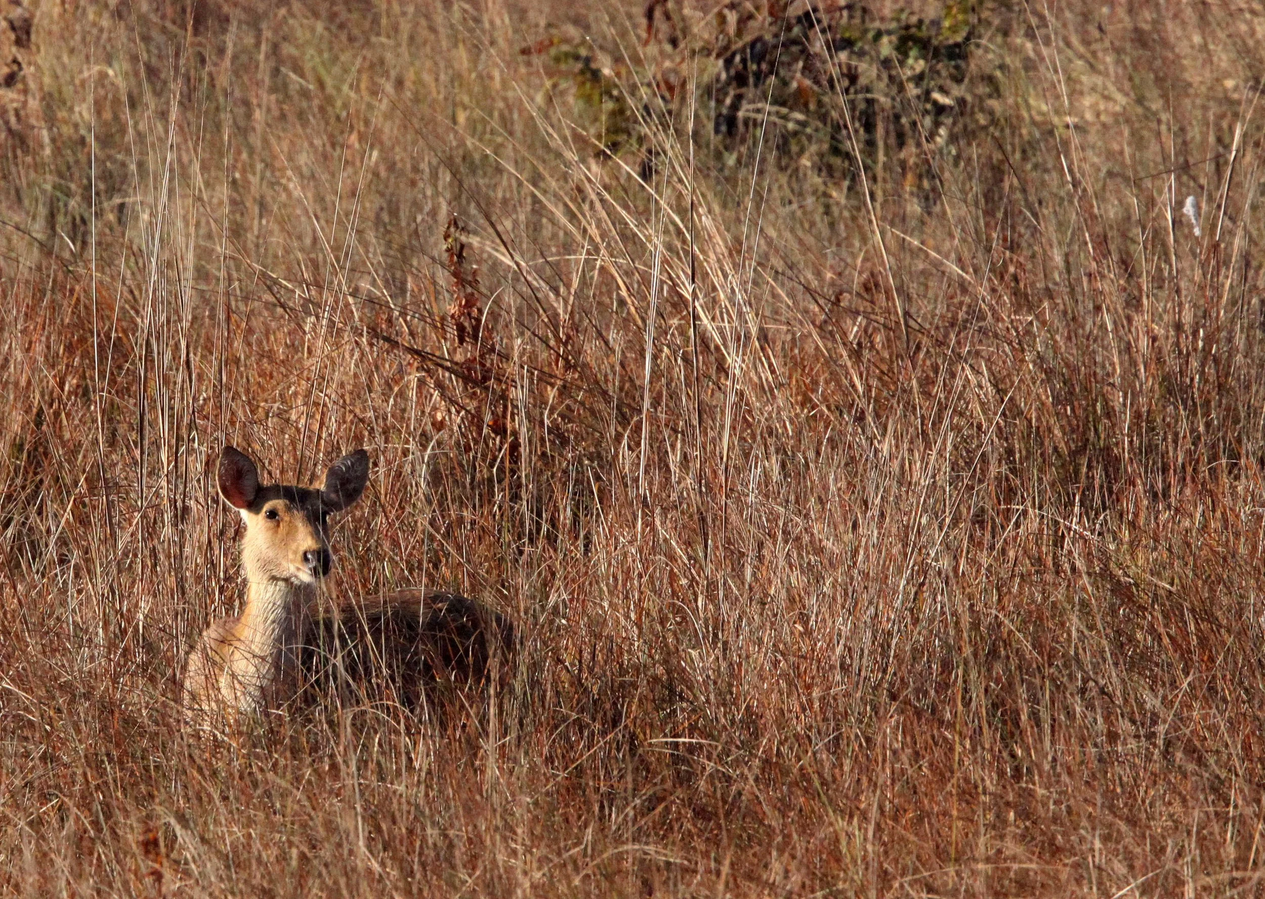 Barasingha (Rucervus) — Coke Smith Wildlife