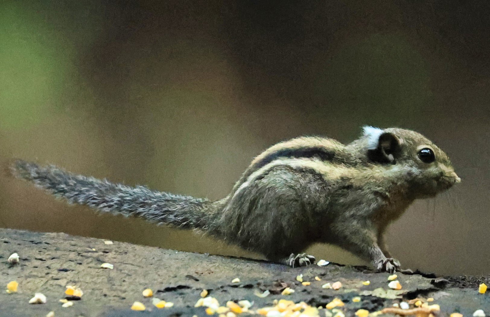 Tamiops mcclellandii - HIMALAYAN STRIPED SQUIRREL - BUKIT TINGGI MALAYSIA JUNE 2022 (28).jpg