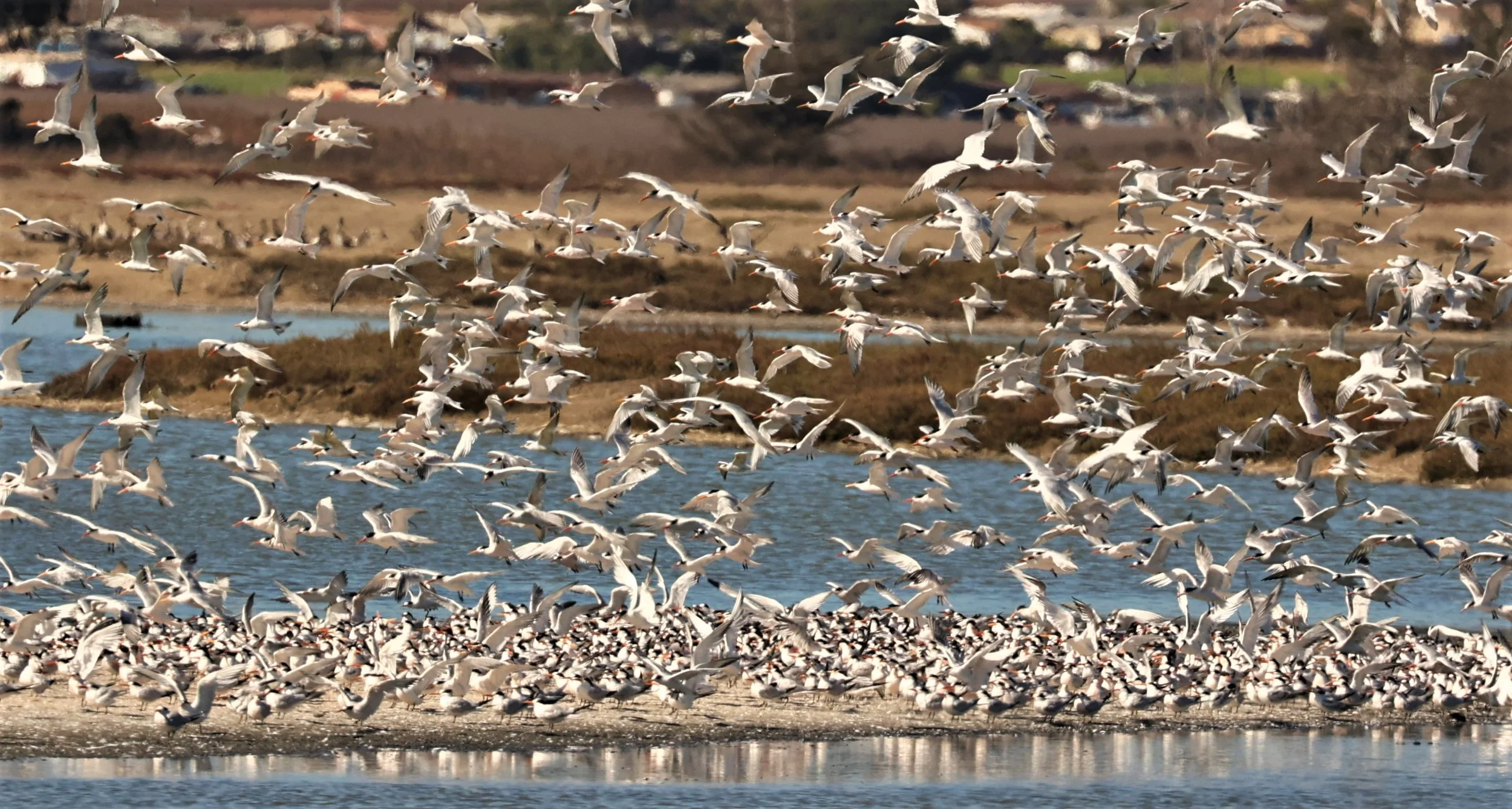 Thalasseus elegans - ELEGANT TERN - WITH FORSTER'S AS WELL - ELKHORN SLOUGH MOSS LANDING CALIFORNIA AUGUST 2022 (442).jpg