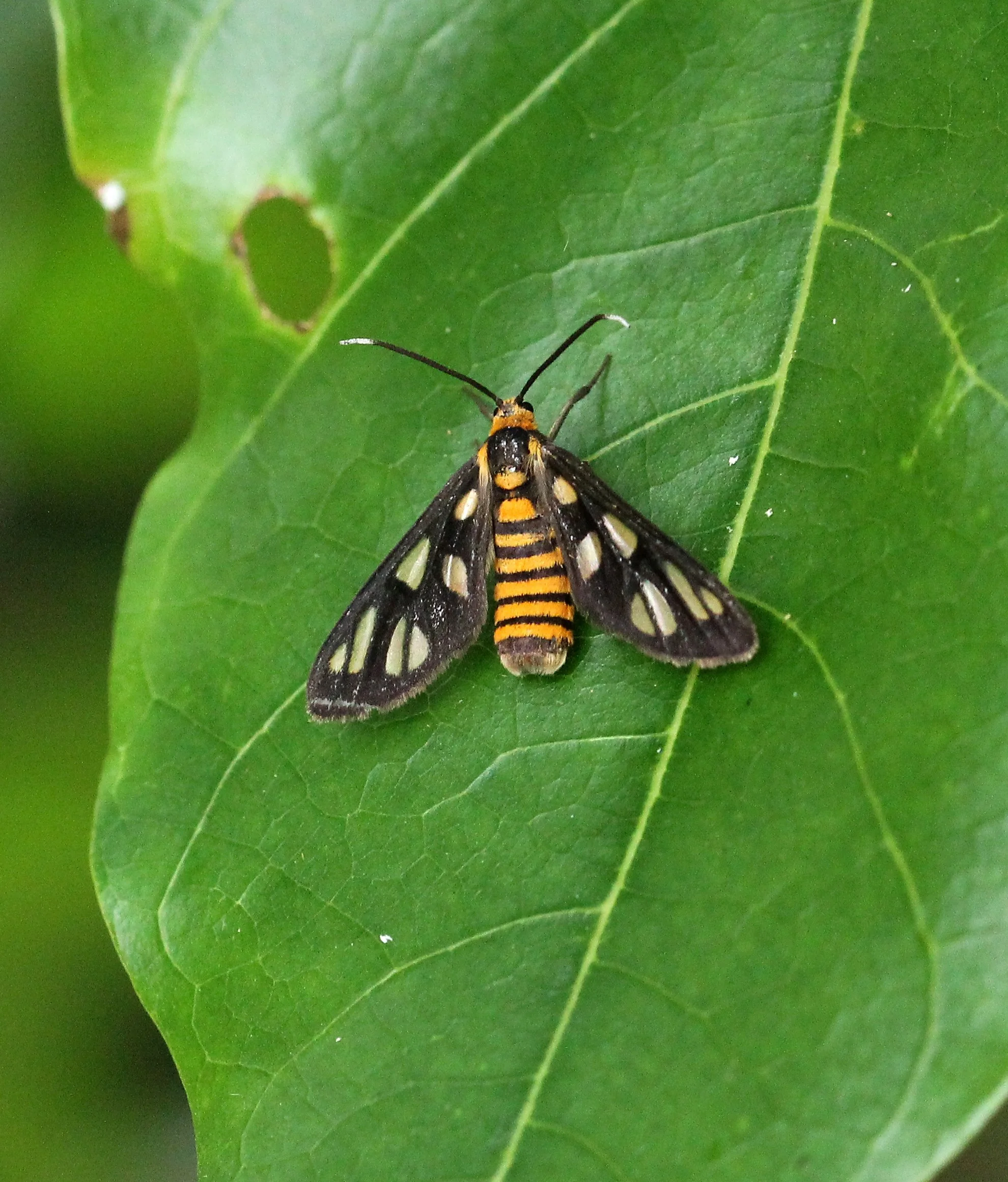 Erebidae - Amata huebneri - Koh Lanta, Thailand 
