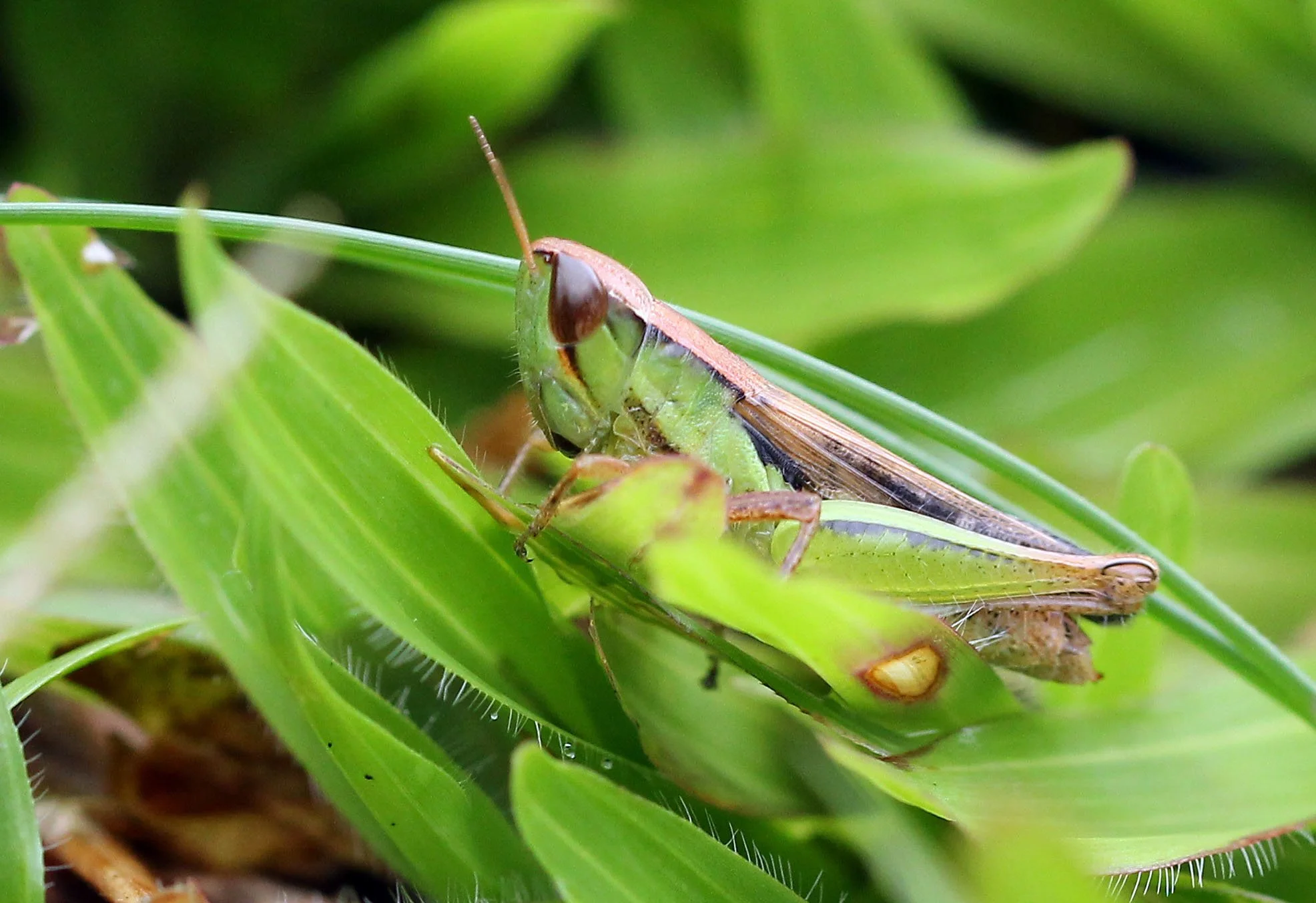 Acrididae - Species 1 - Khao Yai National Park, Thailand