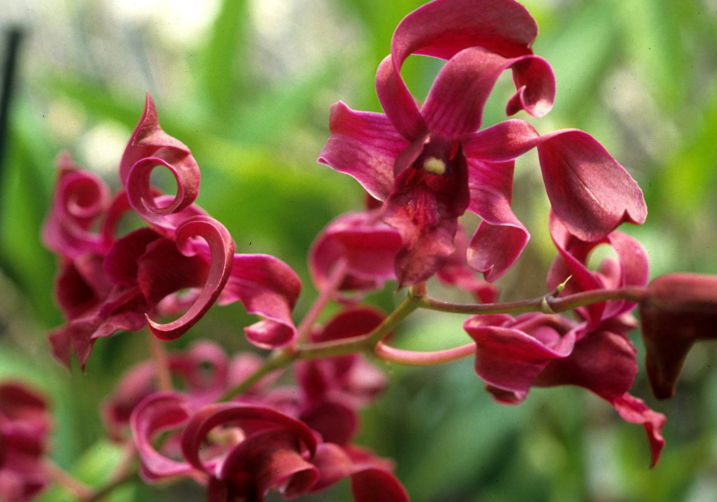 HAWAII - HAWAII - ORCHID - SPECIES (5).jpg