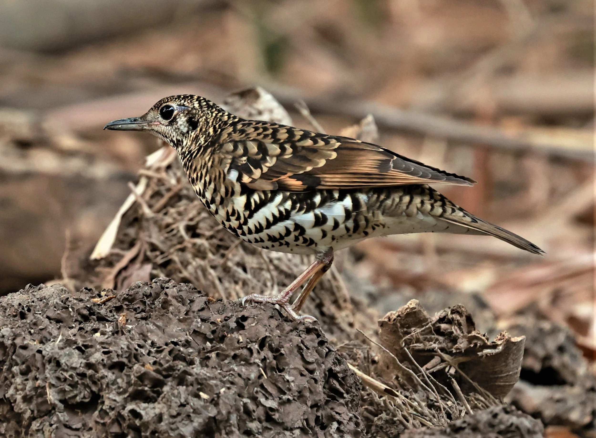 White's Thrush (Zoothera aurea) Putthamonthon Park Nakhon Pathom Thailand (157).jpg