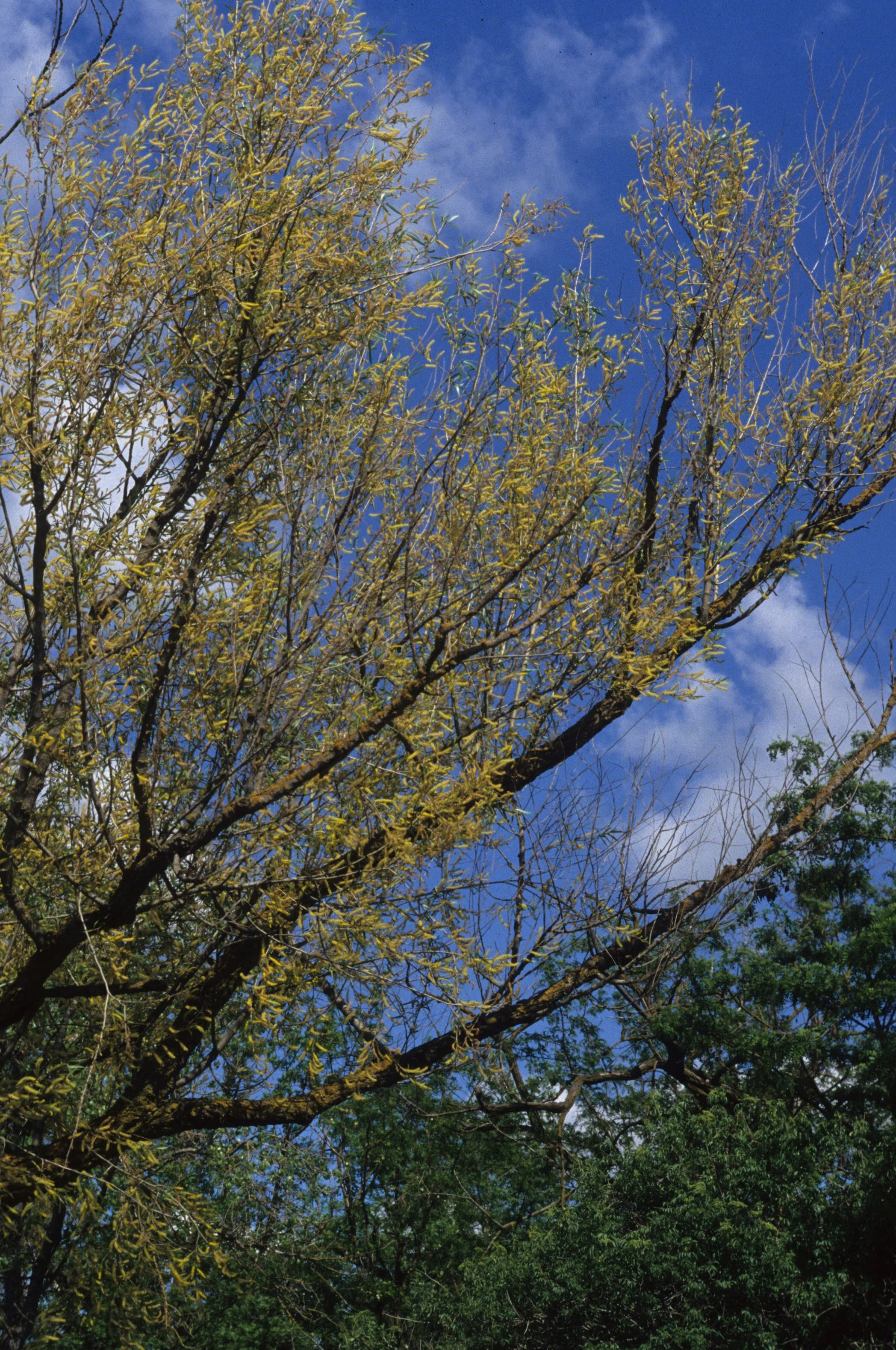 AMERICAN RIVER - SALIX SPECIES.jpg