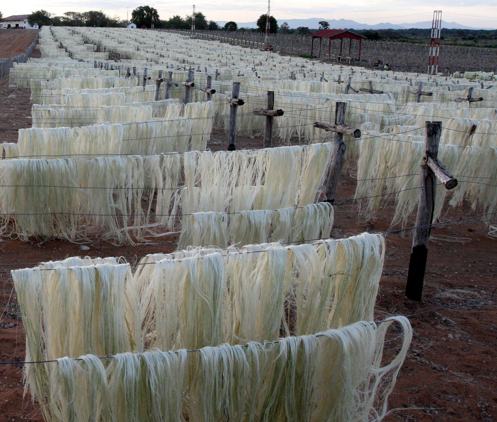 BERENTY RESERVE MADAGASCAR - AGAVE SISLANA PLANTATION (5).JPG